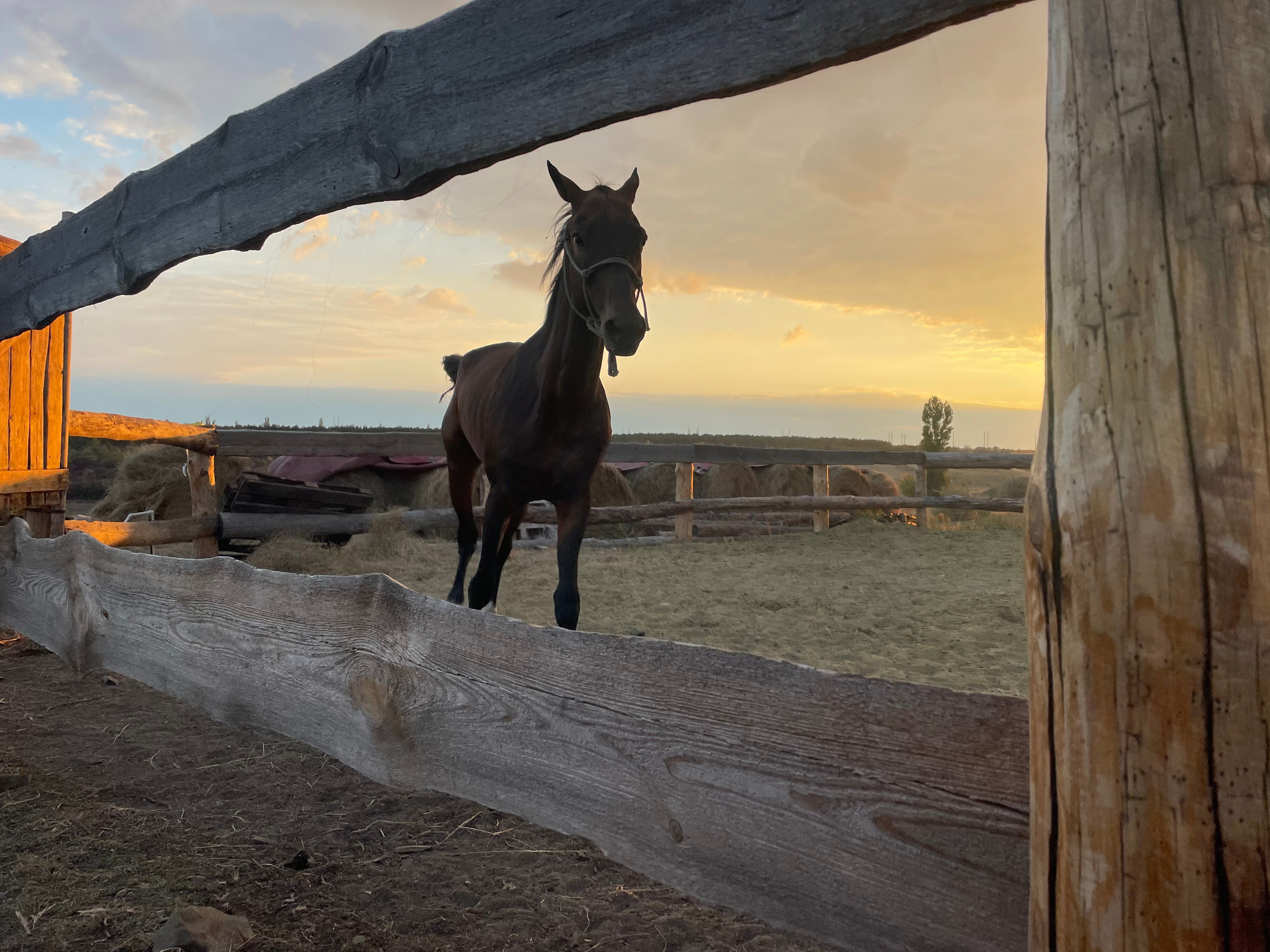 170 004 Конь. ВИЗУАЛЬНЫЕ И ЗВУКОВЫЕ РЕШЕНИЯ ДЛЯ БИЗНЕСА И СЪЁМОК ТЕЛЕТЕЛА