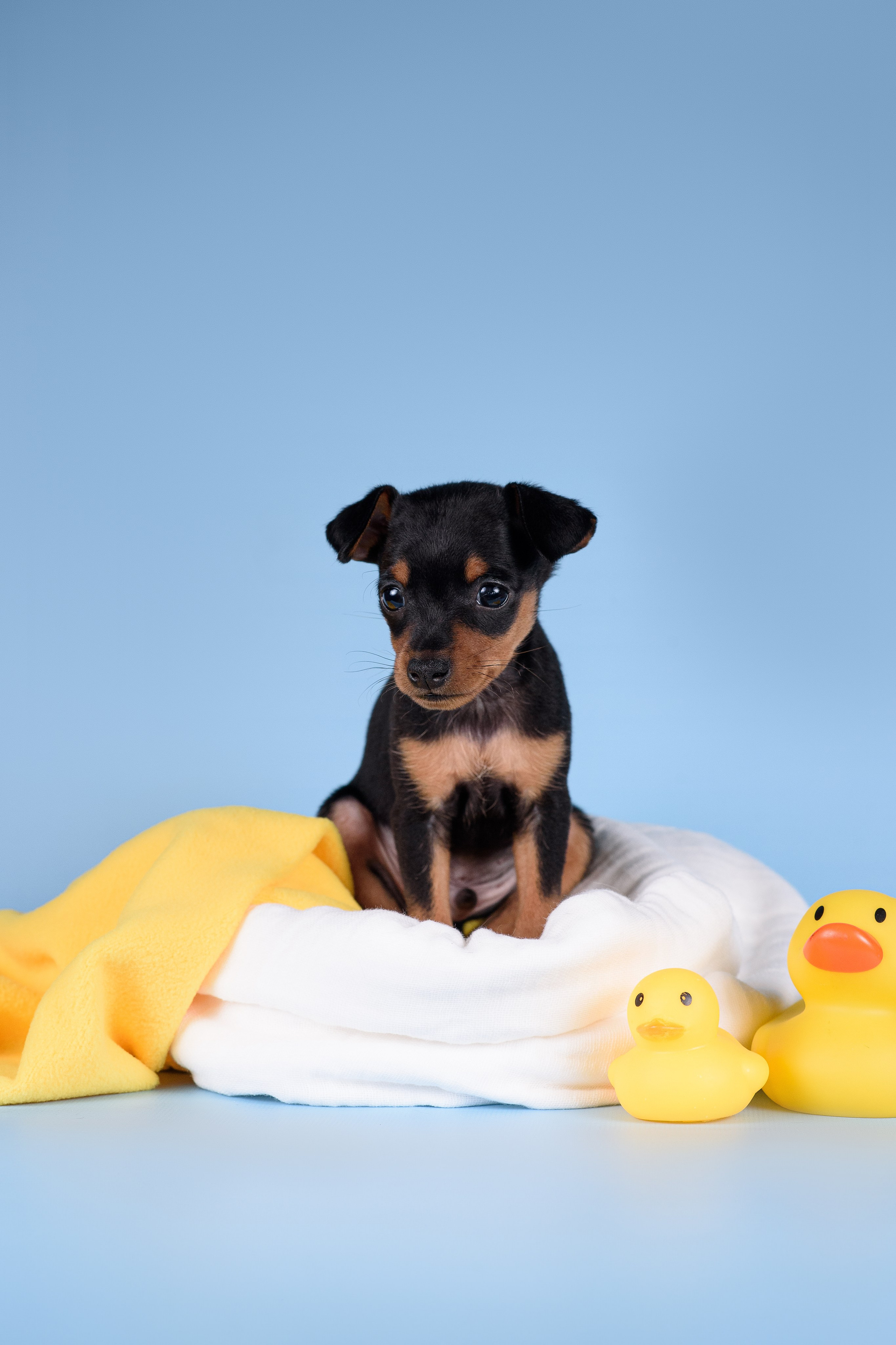 Щенки Пражских крысариков -13.04.2024. Фотограф — Анималист | Анна Абрамова