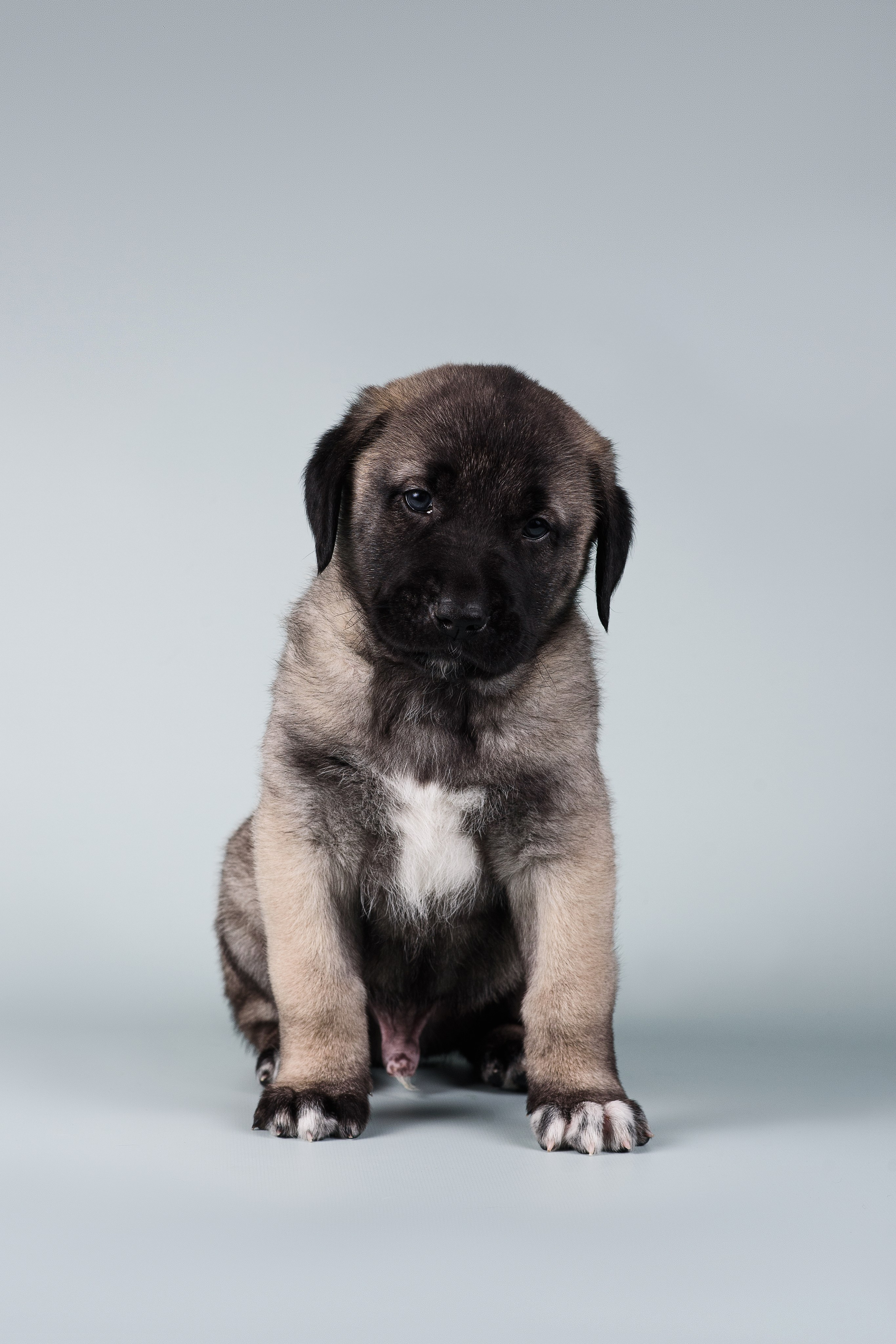 Щенки Кангальской овчарки. Фотограф — Анималист | Анна Абрамова
