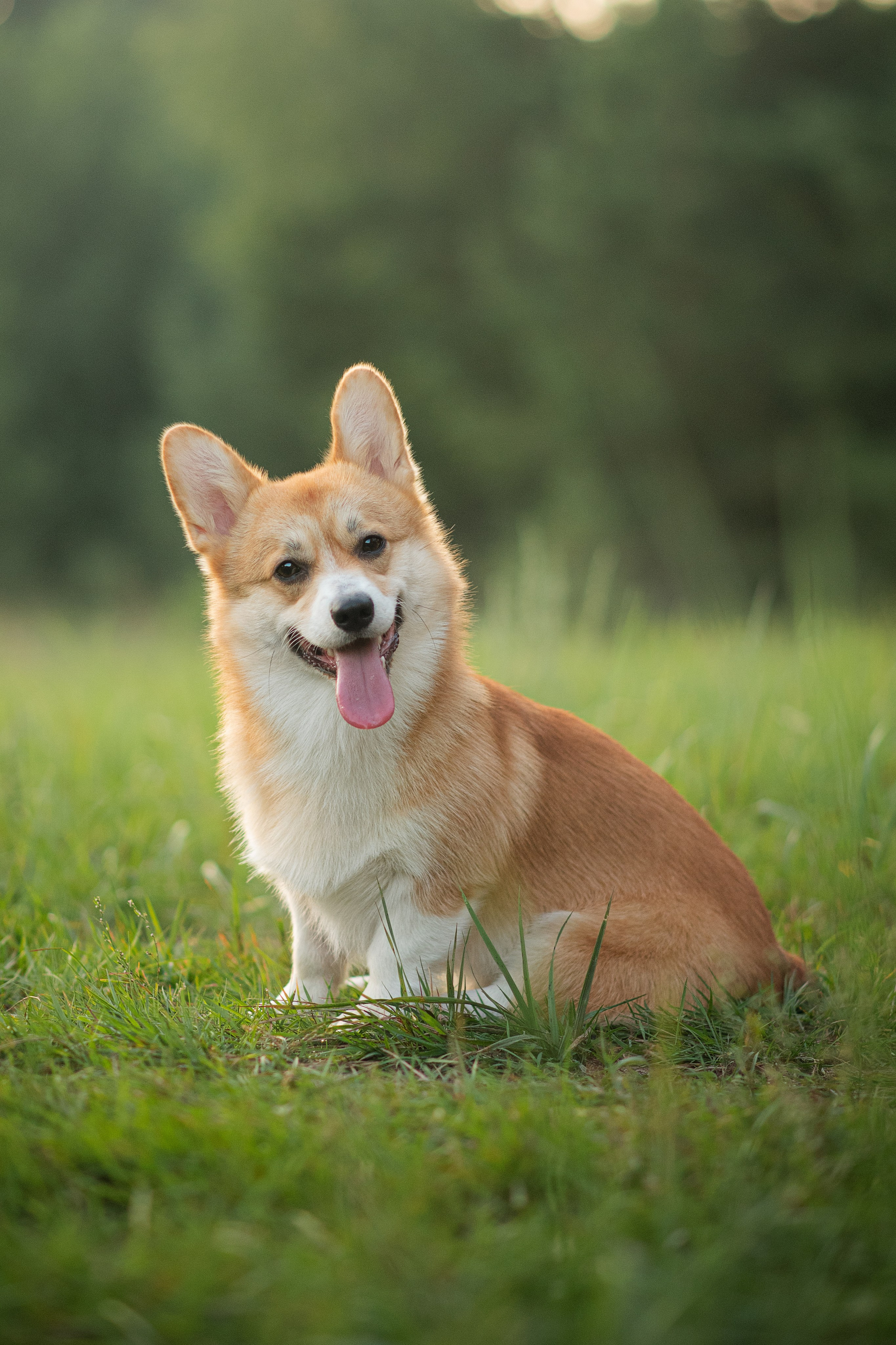 Саша, Оксана и Барни — 25.08.2024. Фотограф — Анималист | Анна Абрамова