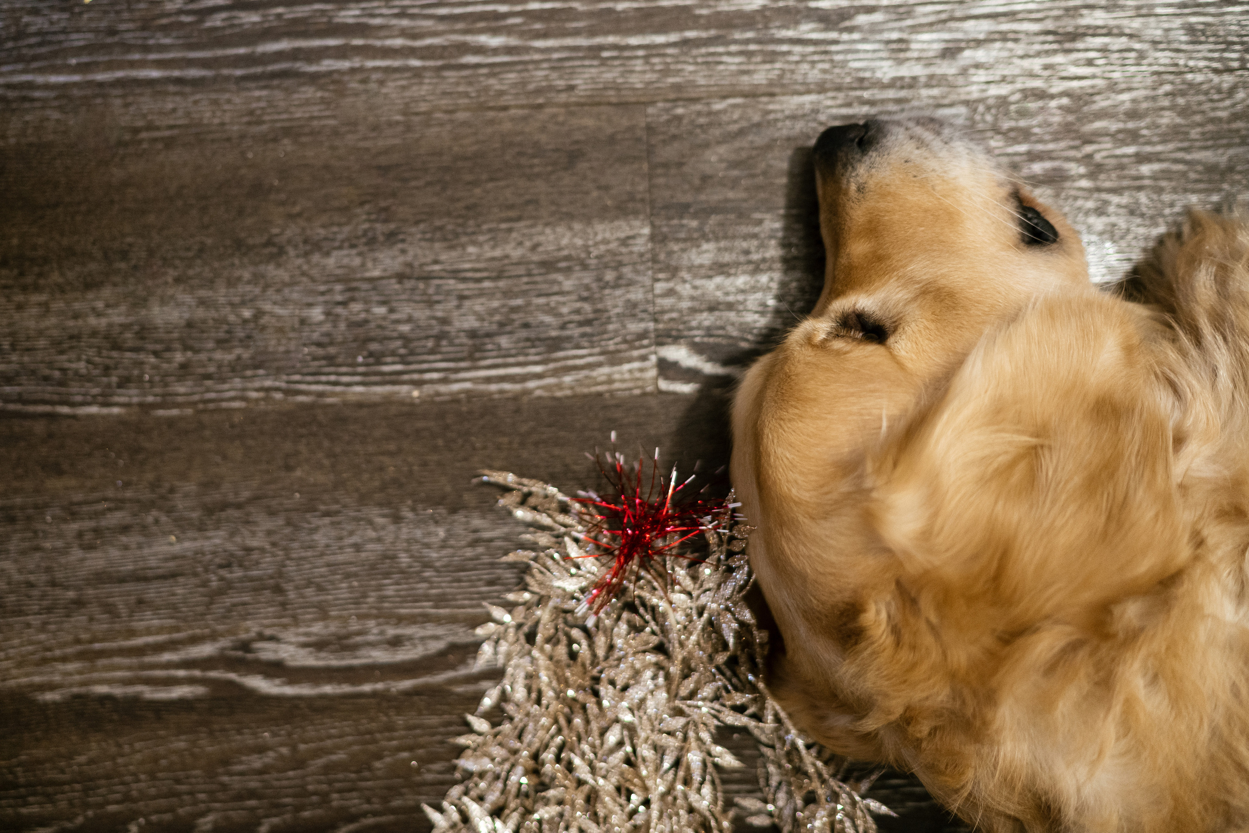 01.12.2021 Family. Фотограф Томск, Новосибирск Влад Свириденко