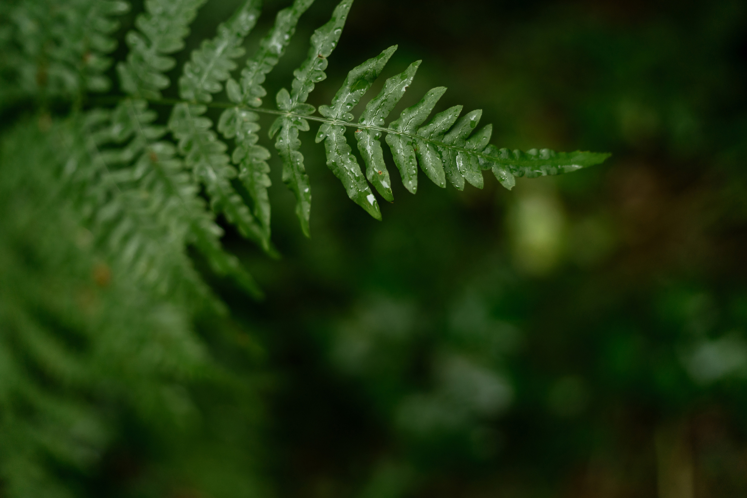 12.08.2021 Wedding day. Фотограф Томск, Новосибирск Влад Свириденко