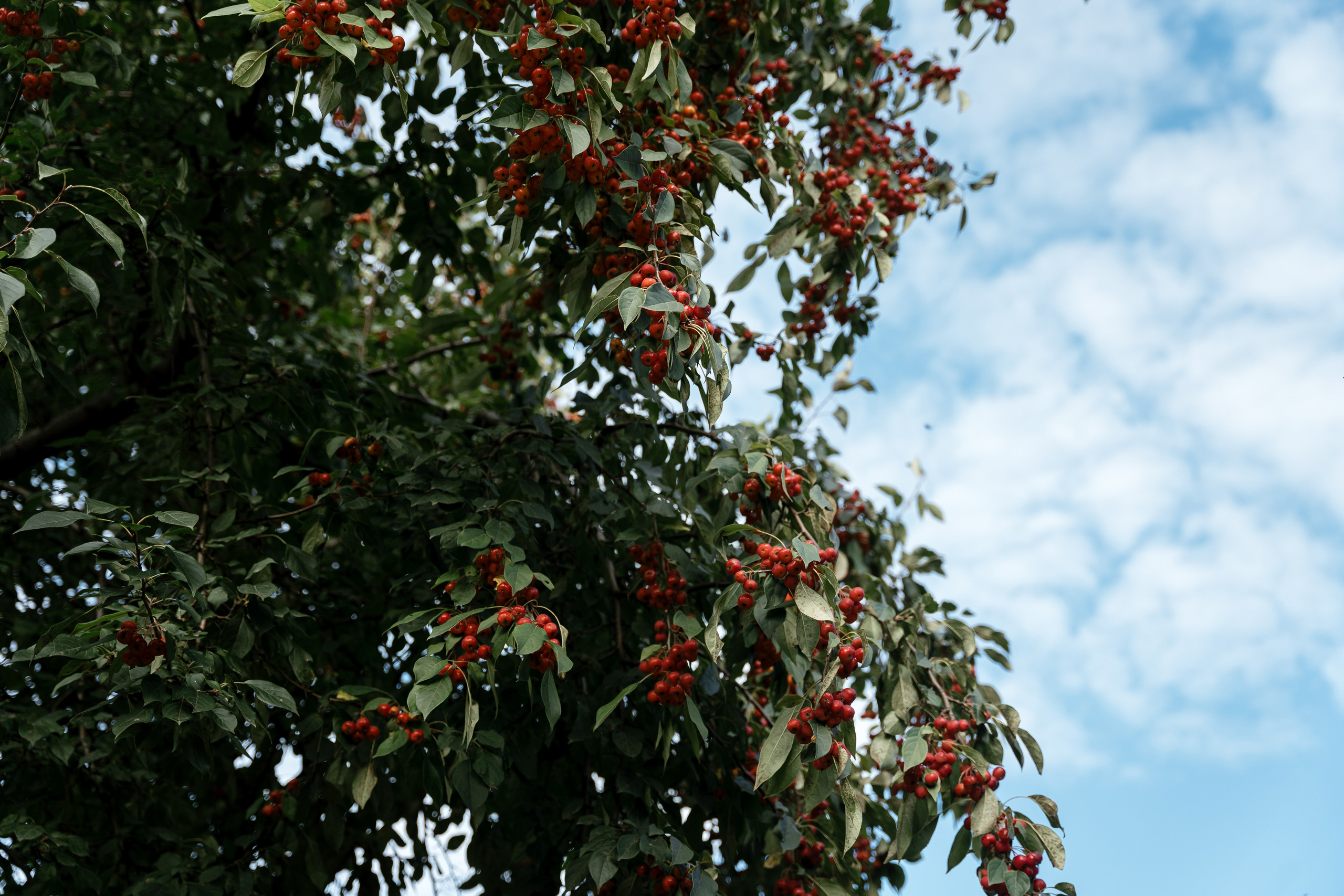 10.09.2021 Wedding day for guests. Фотограф Томск, Новосибирск Влад Свириденко