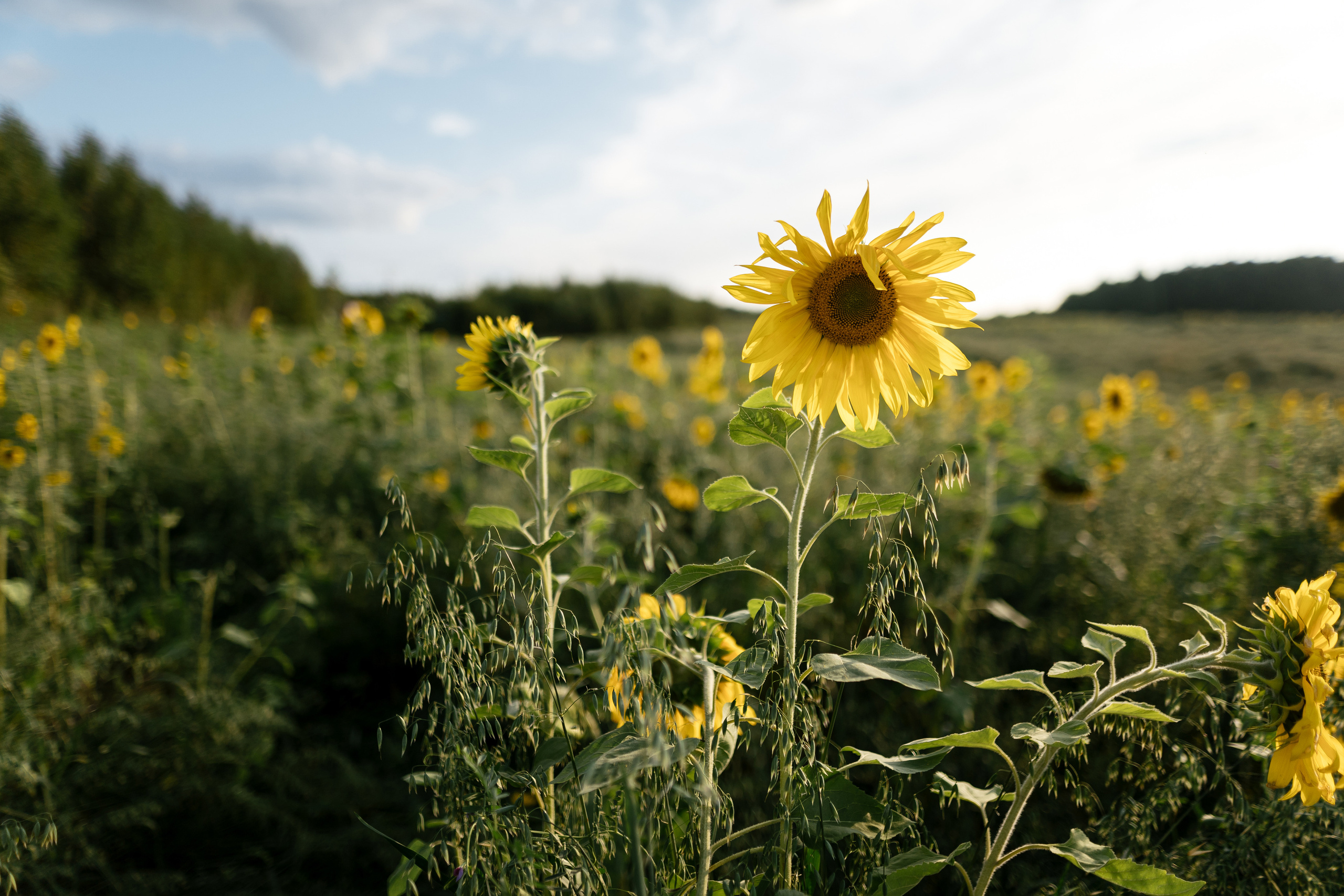 Кита Никита и какие-то родители. Фотограф Томск, Новосибирск Влад Свириденко