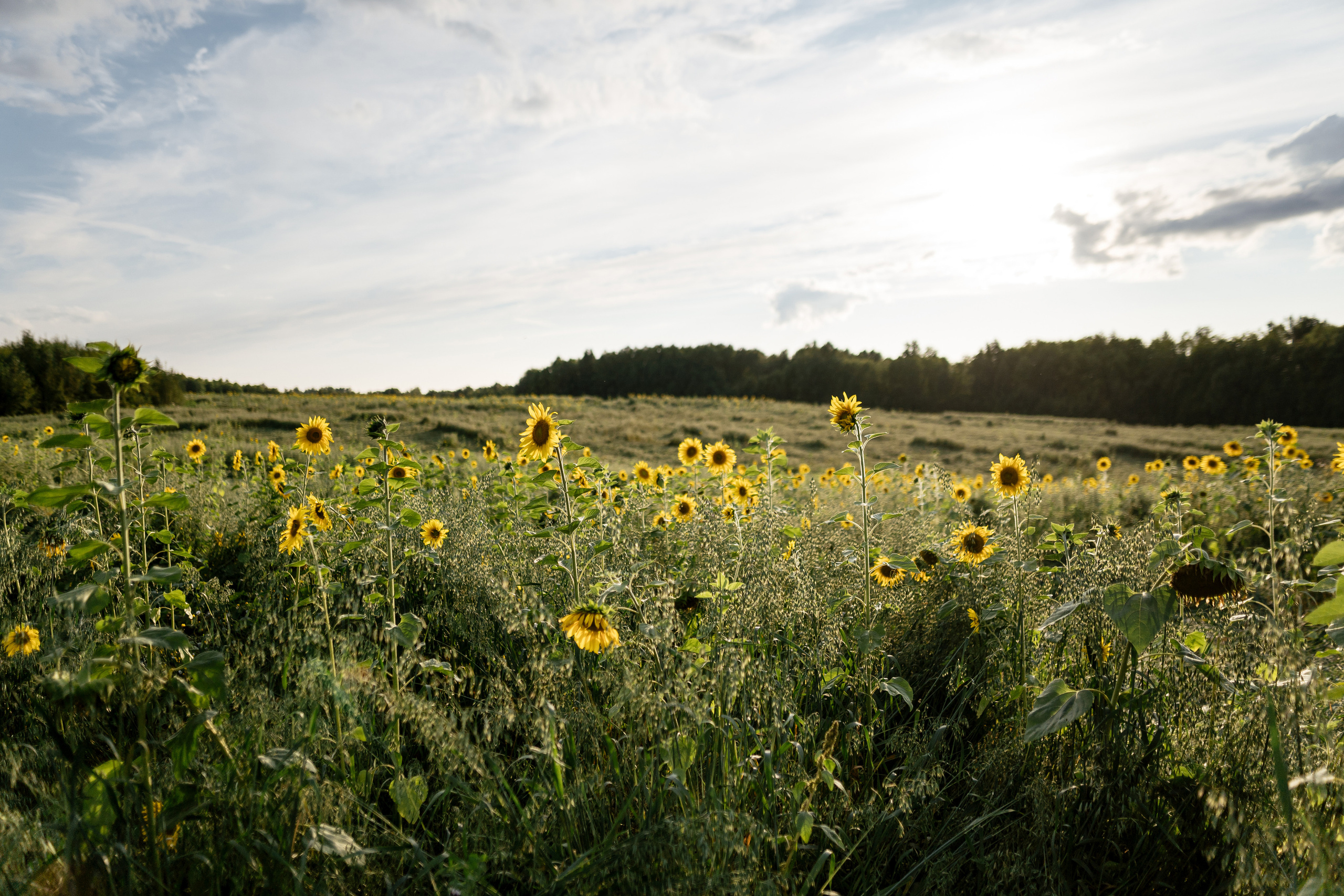 Кита Никита и какие-то родители. Фотограф Томск, Новосибирск Влад Свириденко