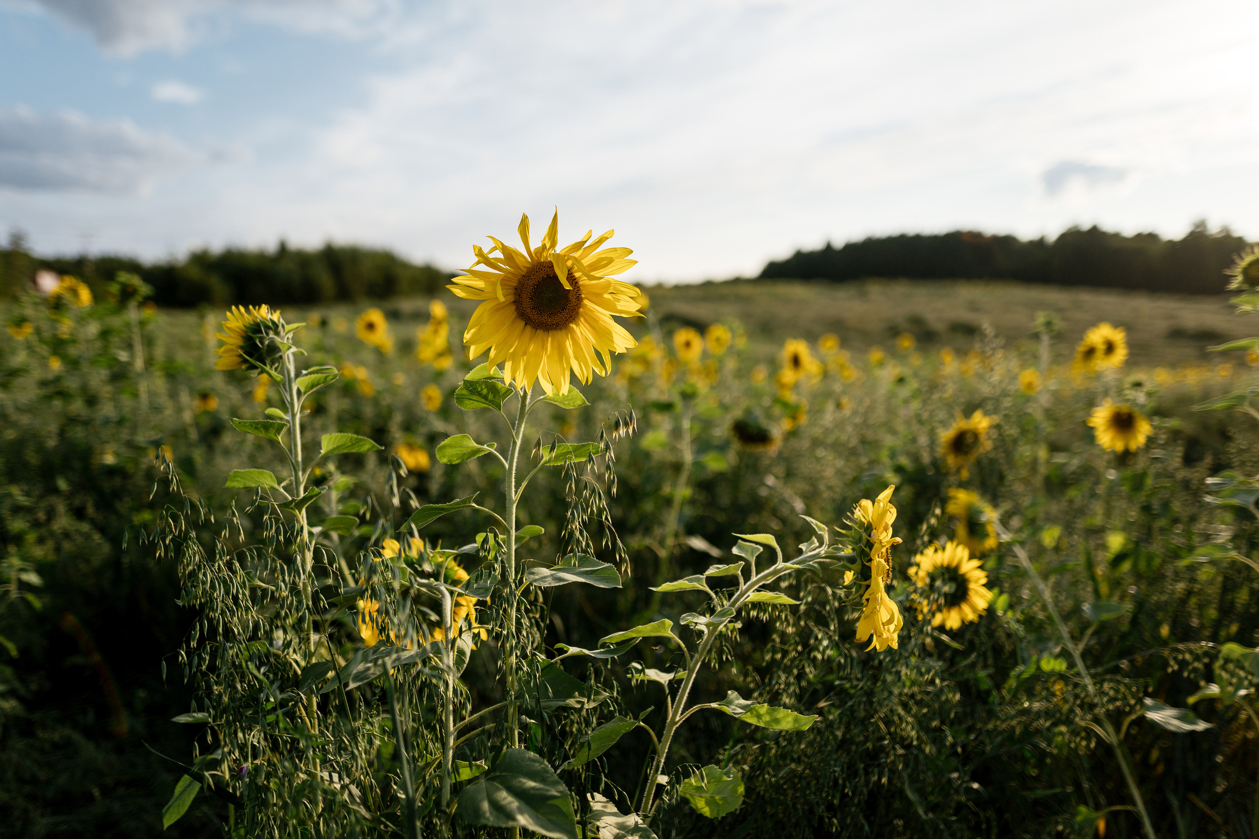 Кита Никита и какие-то родители. Фотограф Томск, Новосибирск Влад Свириденко