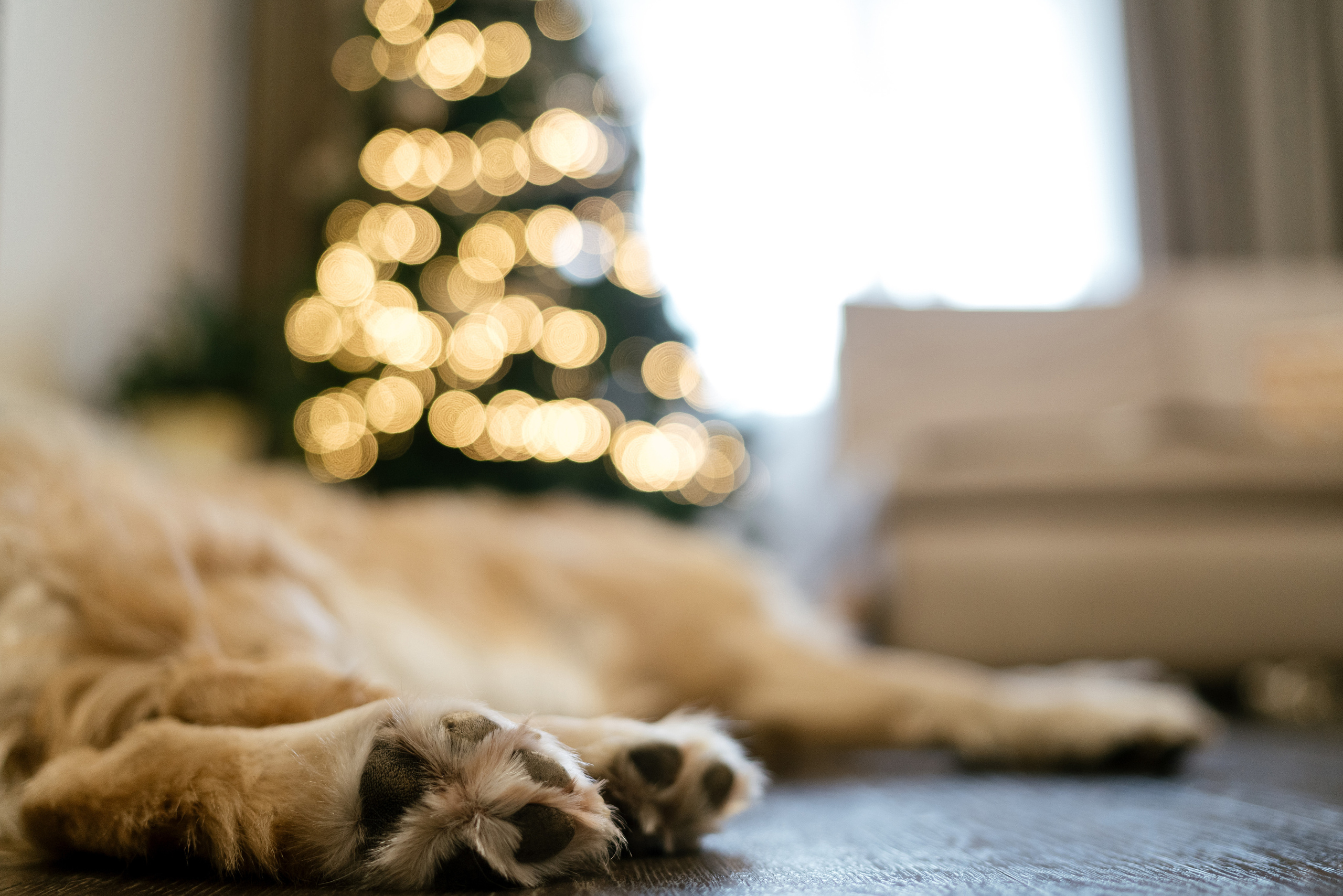 01.12.2021 Family. Фотограф Томск, Новосибирск Влад Свириденко