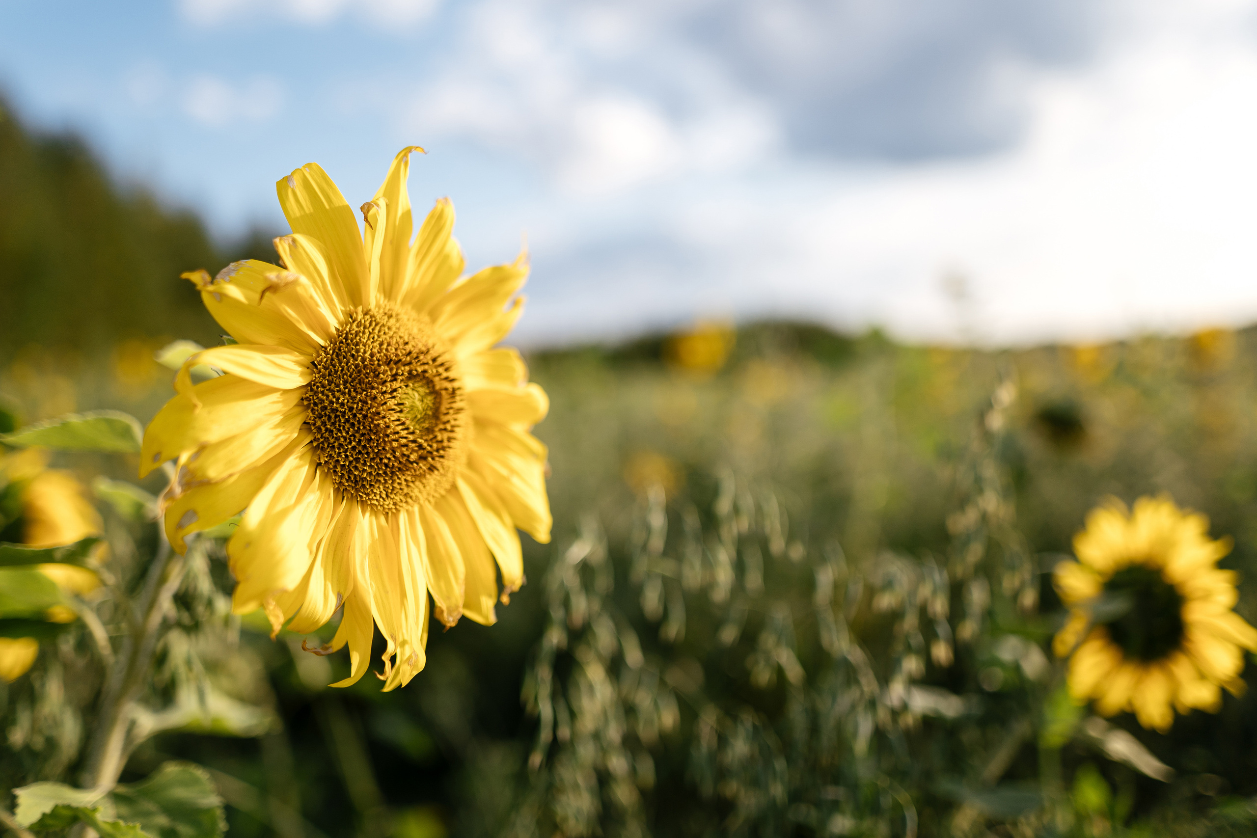 Кита Никита и какие-то родители. Фотограф Томск, Новосибирск Влад Свириденко