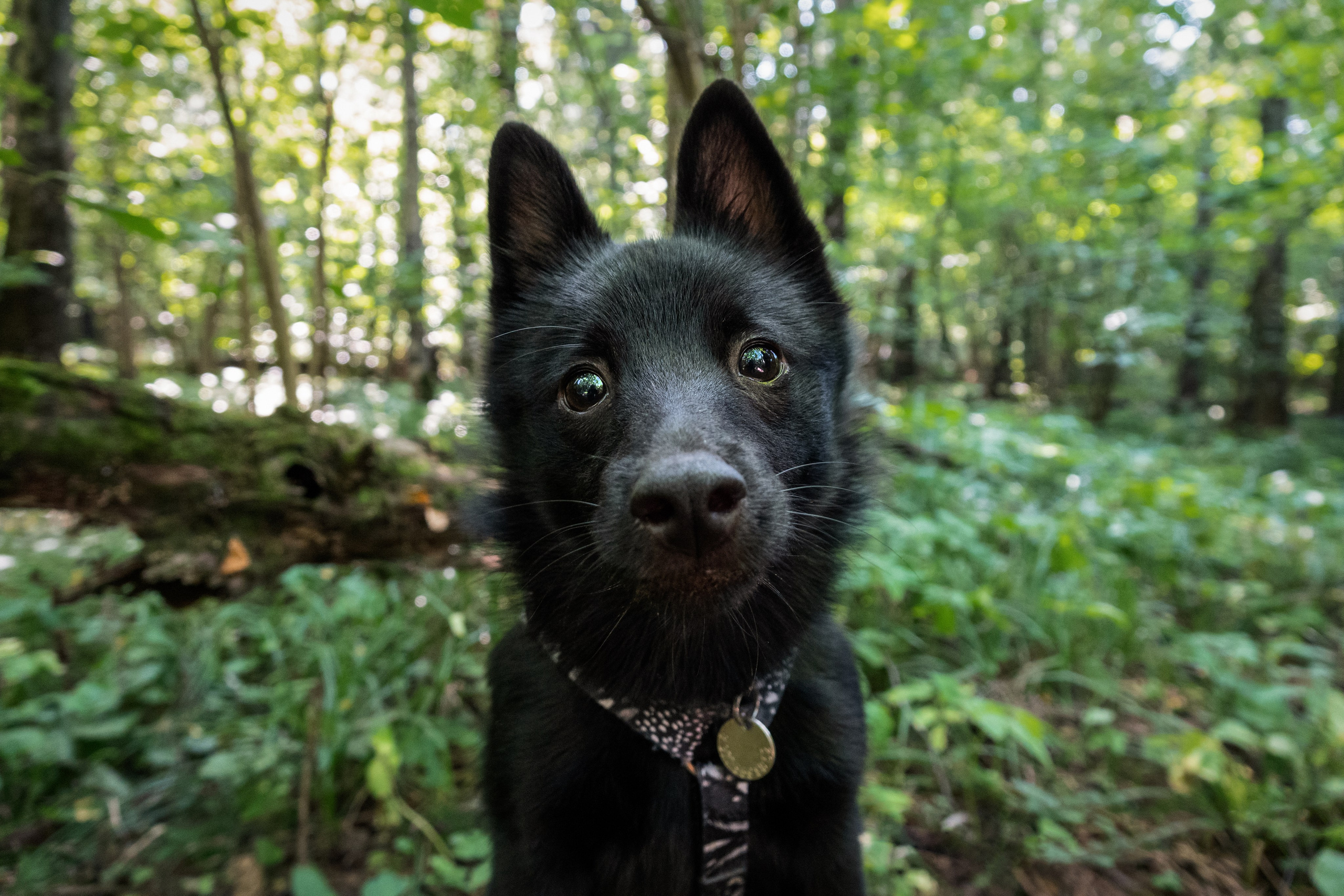 Шипперке гуляет в лесу