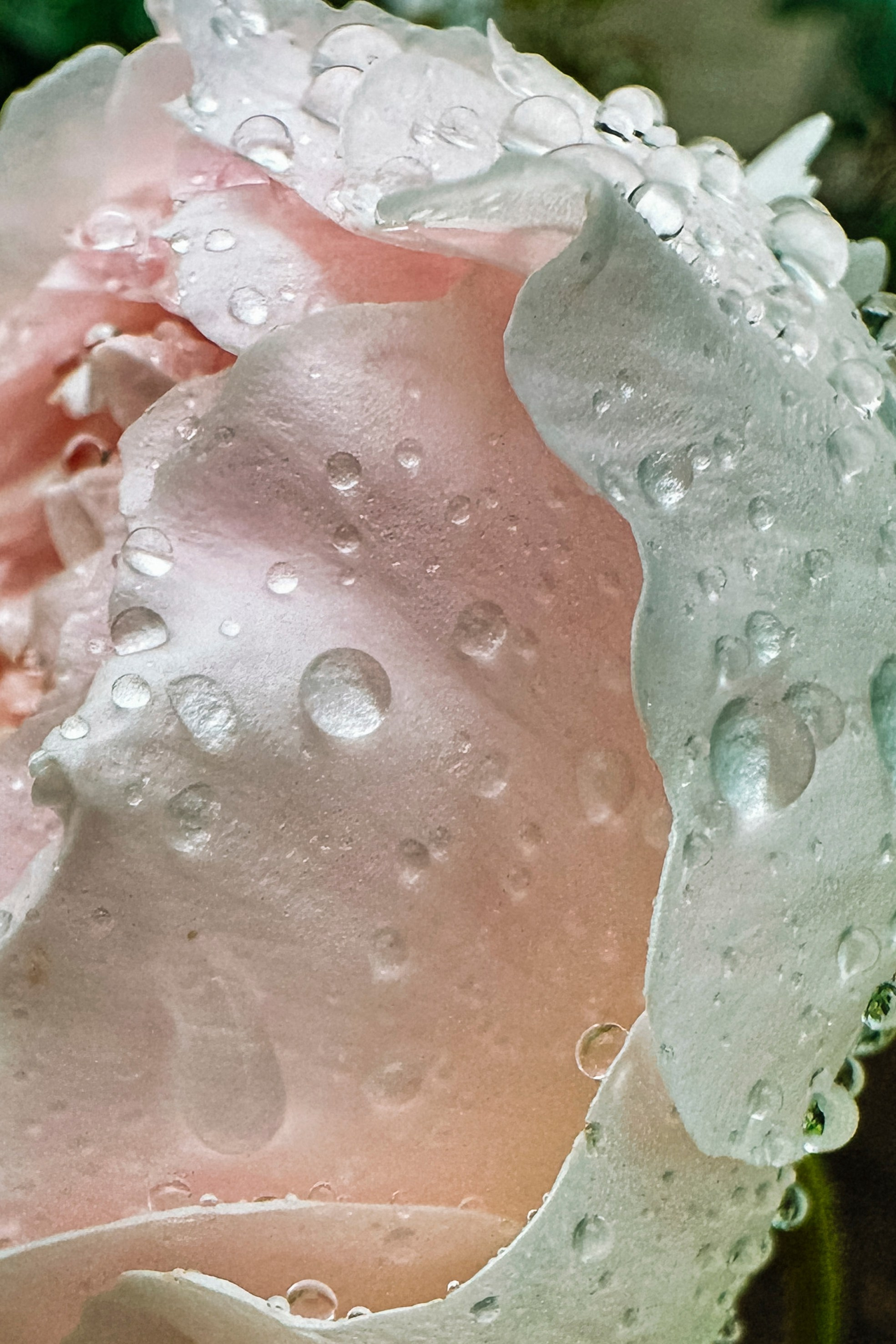 Природа. Команда фотографов Кристины Ивановой