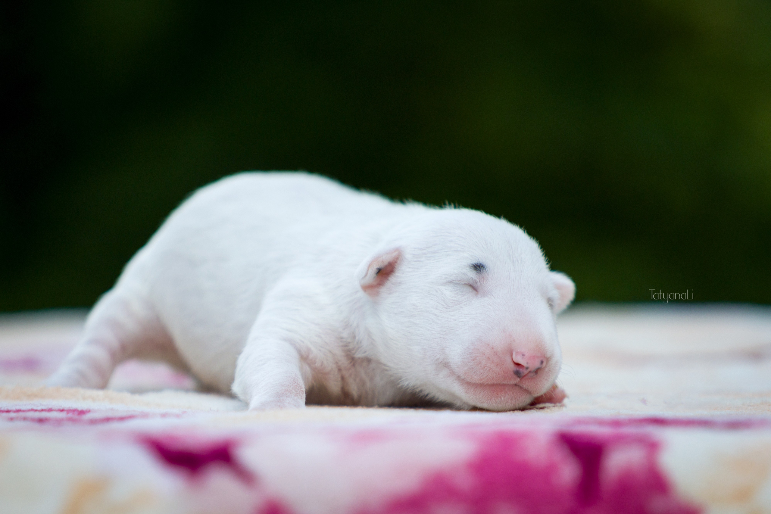 Стандартный бультерьер. Фотограф — анималист Татьяна Ли