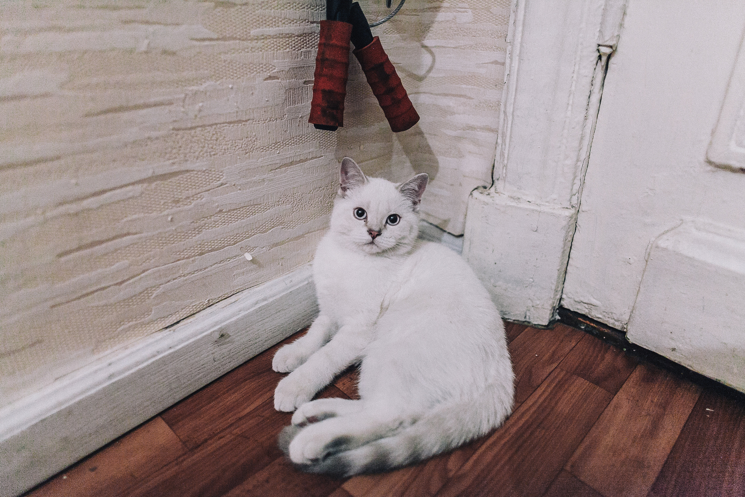 Любовь и пряники, или когда ВСЕ дома). Семейный, Детский, Репортажный фотограф в Санкт-Петербурге Погодина Лю