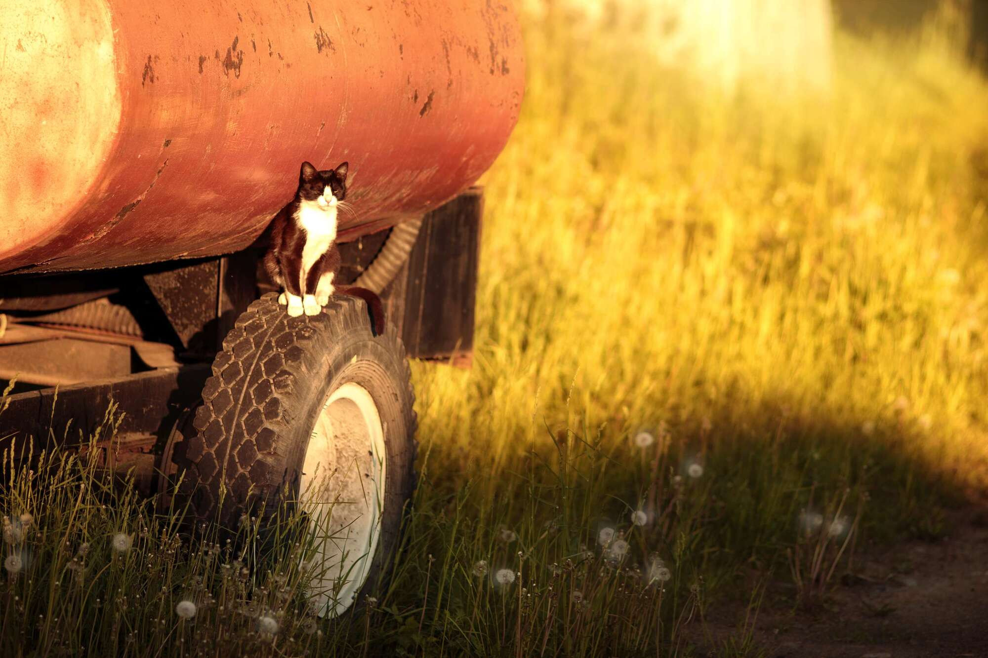 Банда. Фотограф СПб Юлия Ерошевская, предметный фотограф