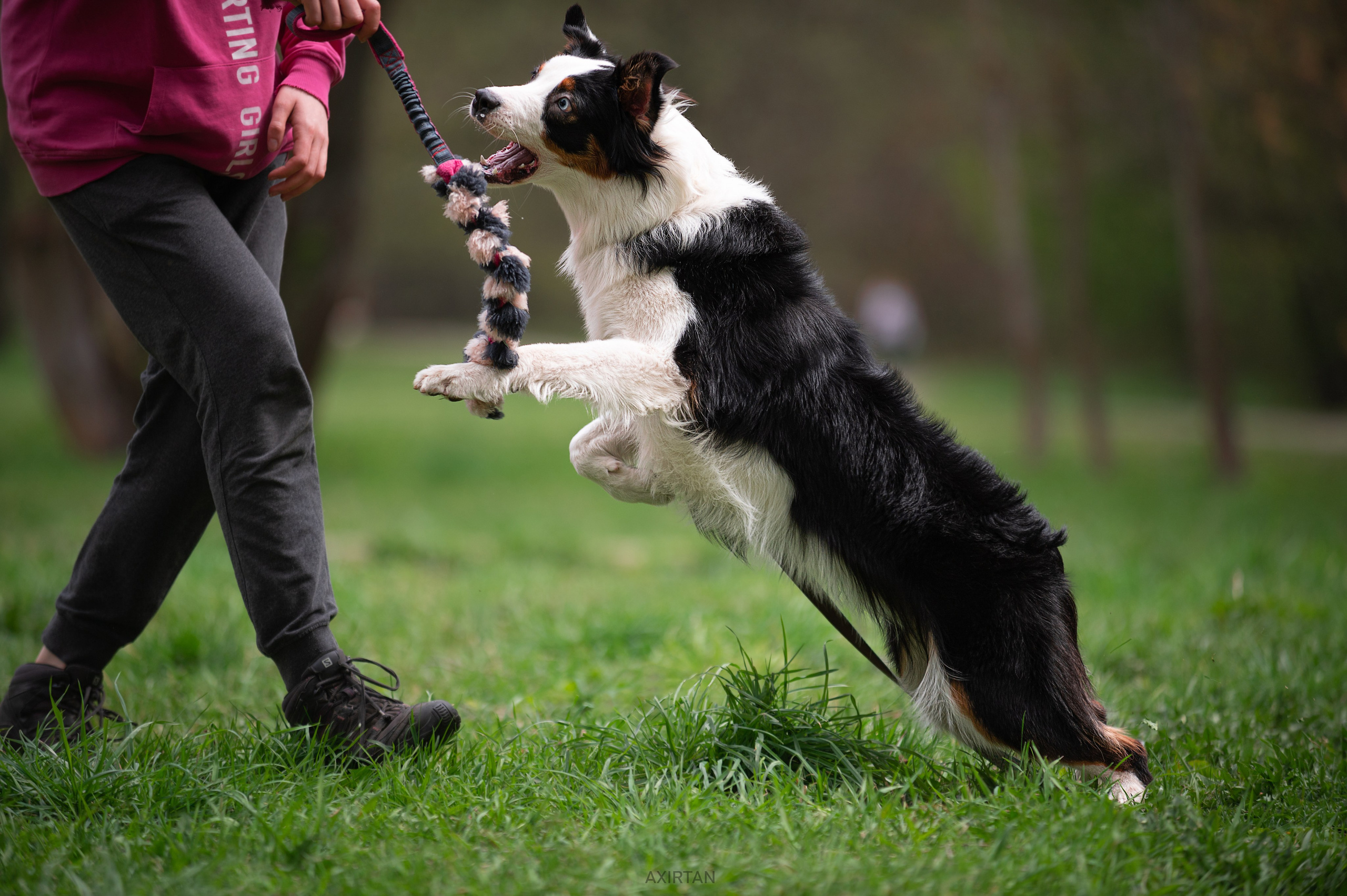 Синдра. BLGKV питомник собак