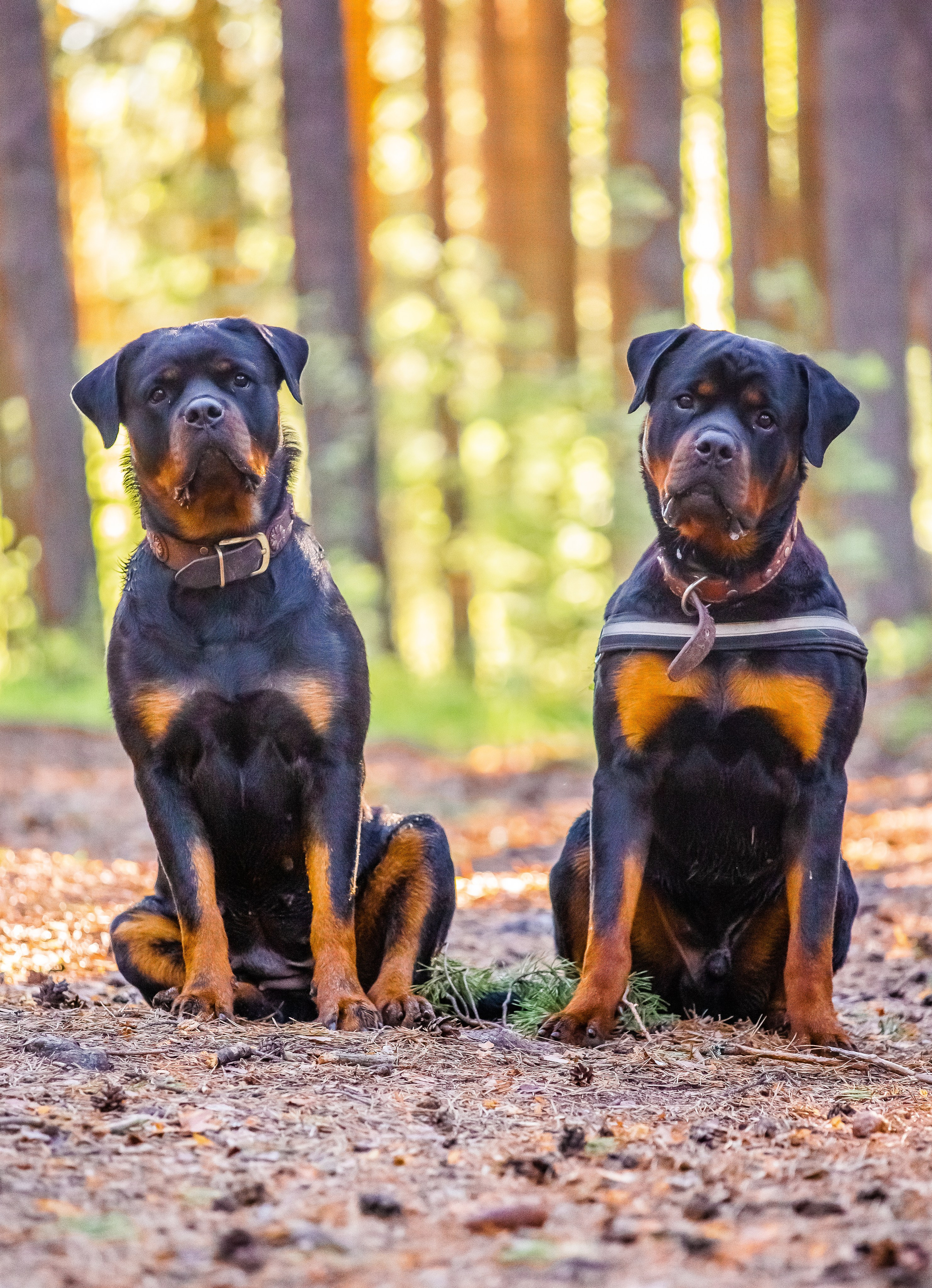 Животные. Авторские туры с профессиональным фотографом