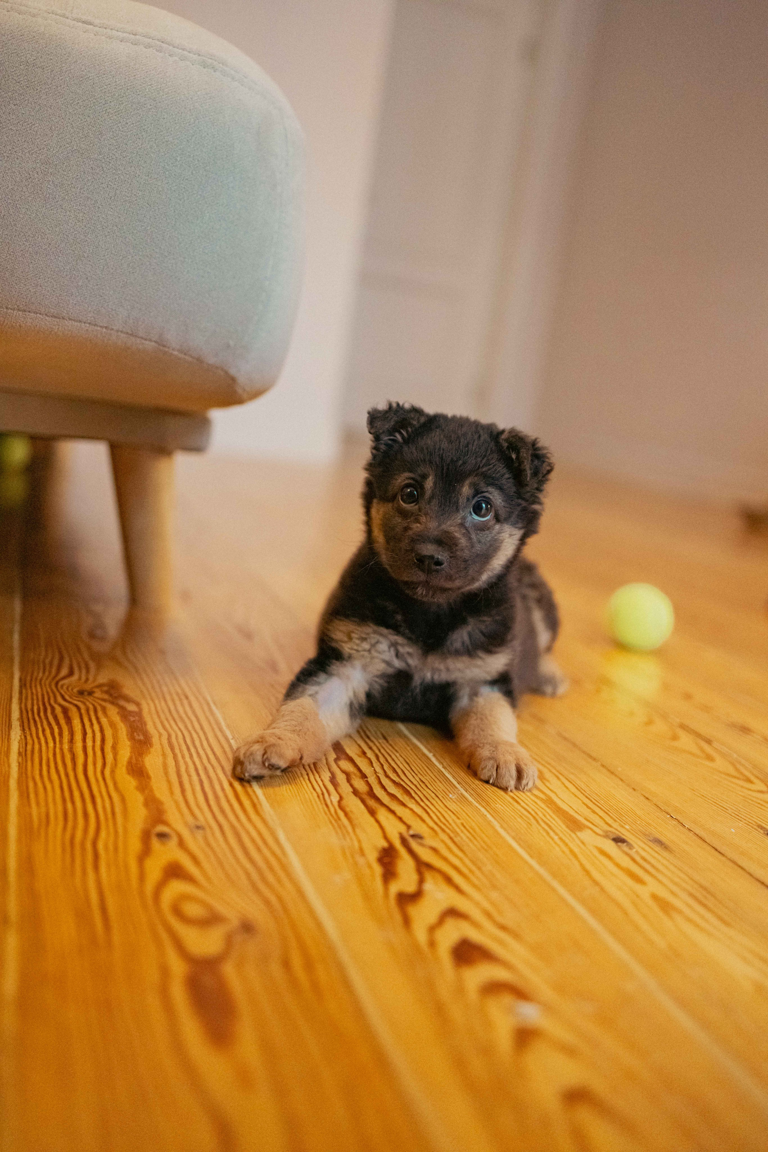 Пеппа. Фотограф-анималист в Москве Лера Черноног