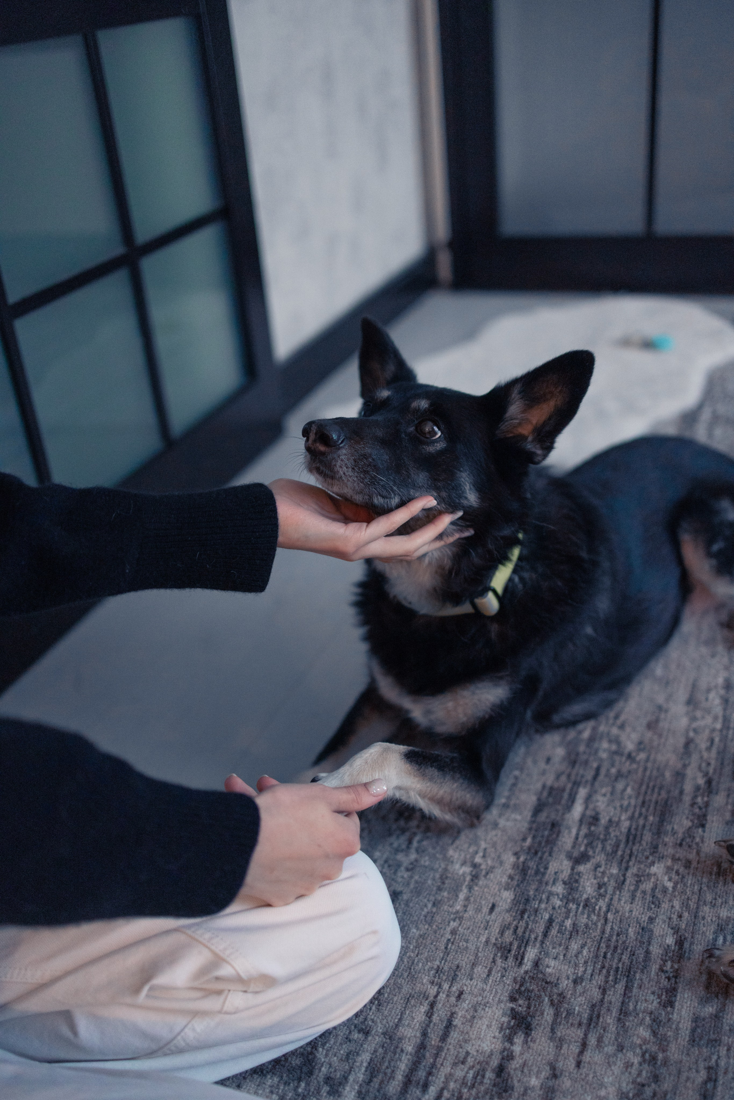 Ника, Матиша и Герда. Фотограф-анималист в Москве Лера Черноног