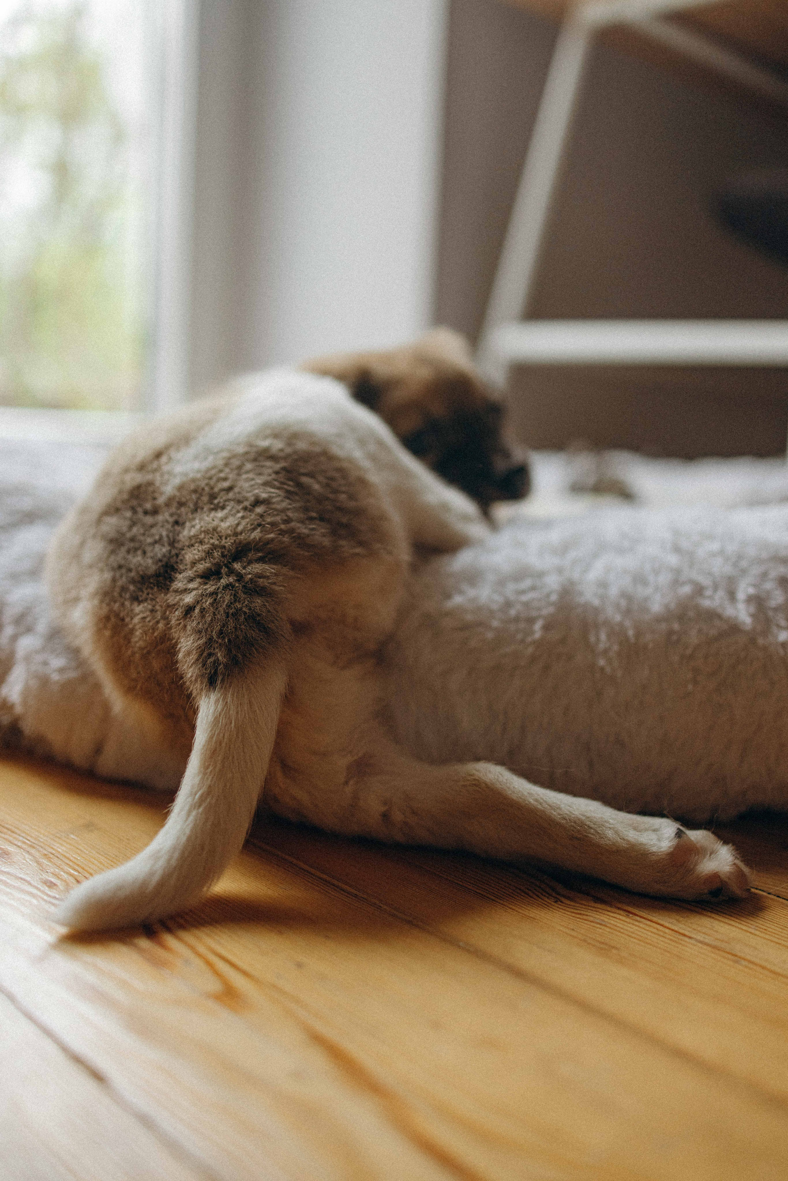 Щеночки. Фотограф-анималист в Москве Лера Черноног