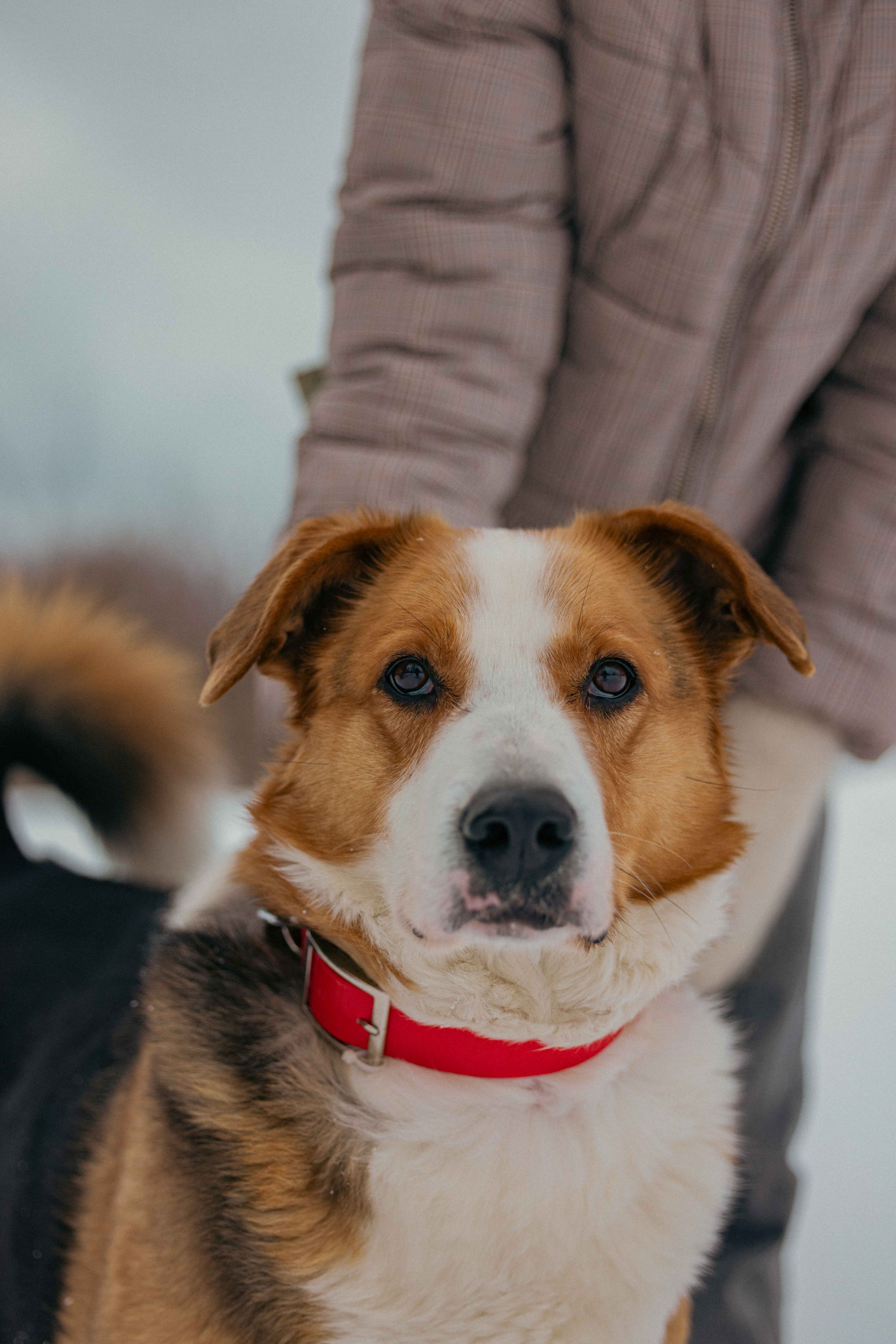 Петя. Фотограф-анималист в Москве Лера Черноног