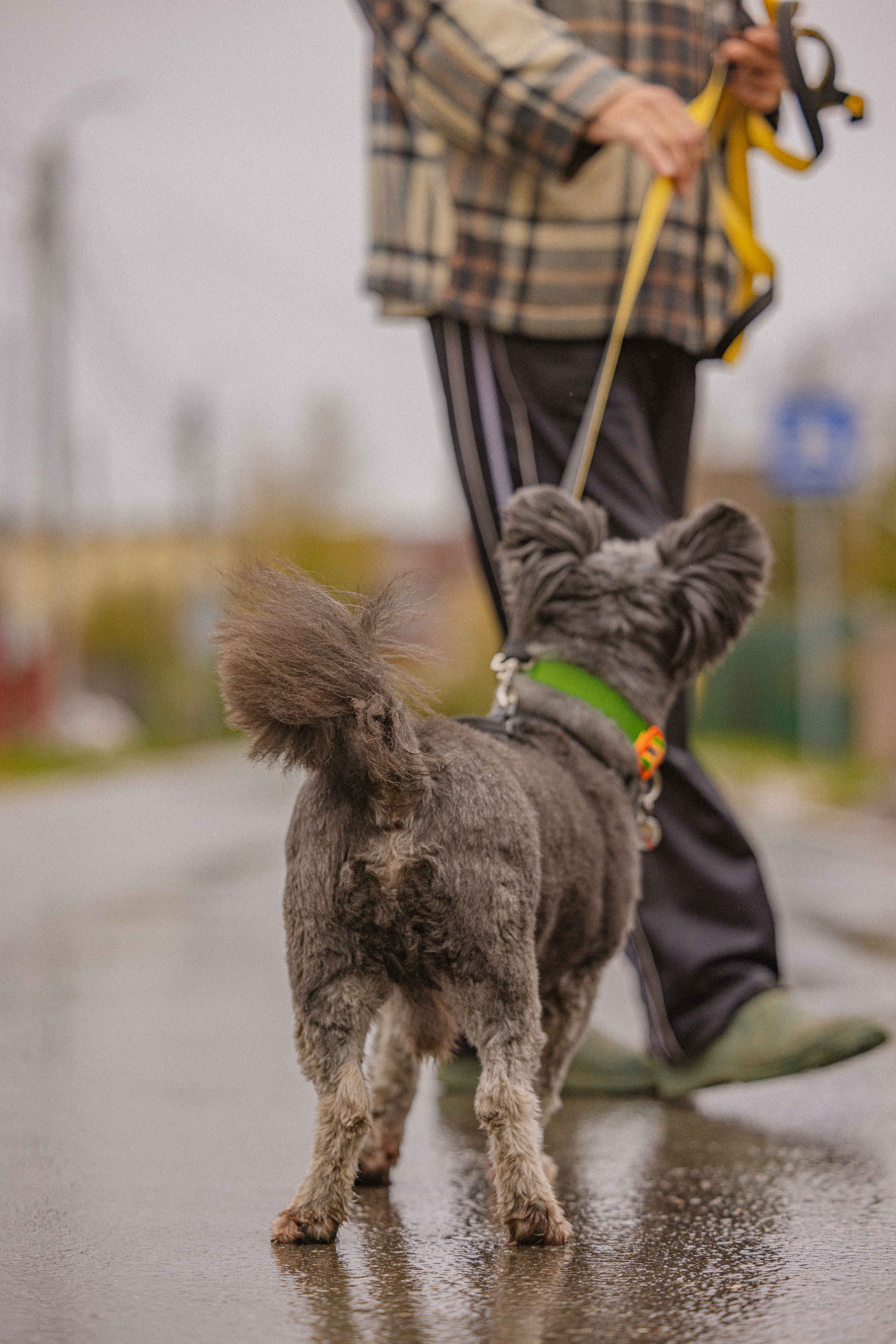 Передержка. Фотограф-анималист в Москве Лера Черноног