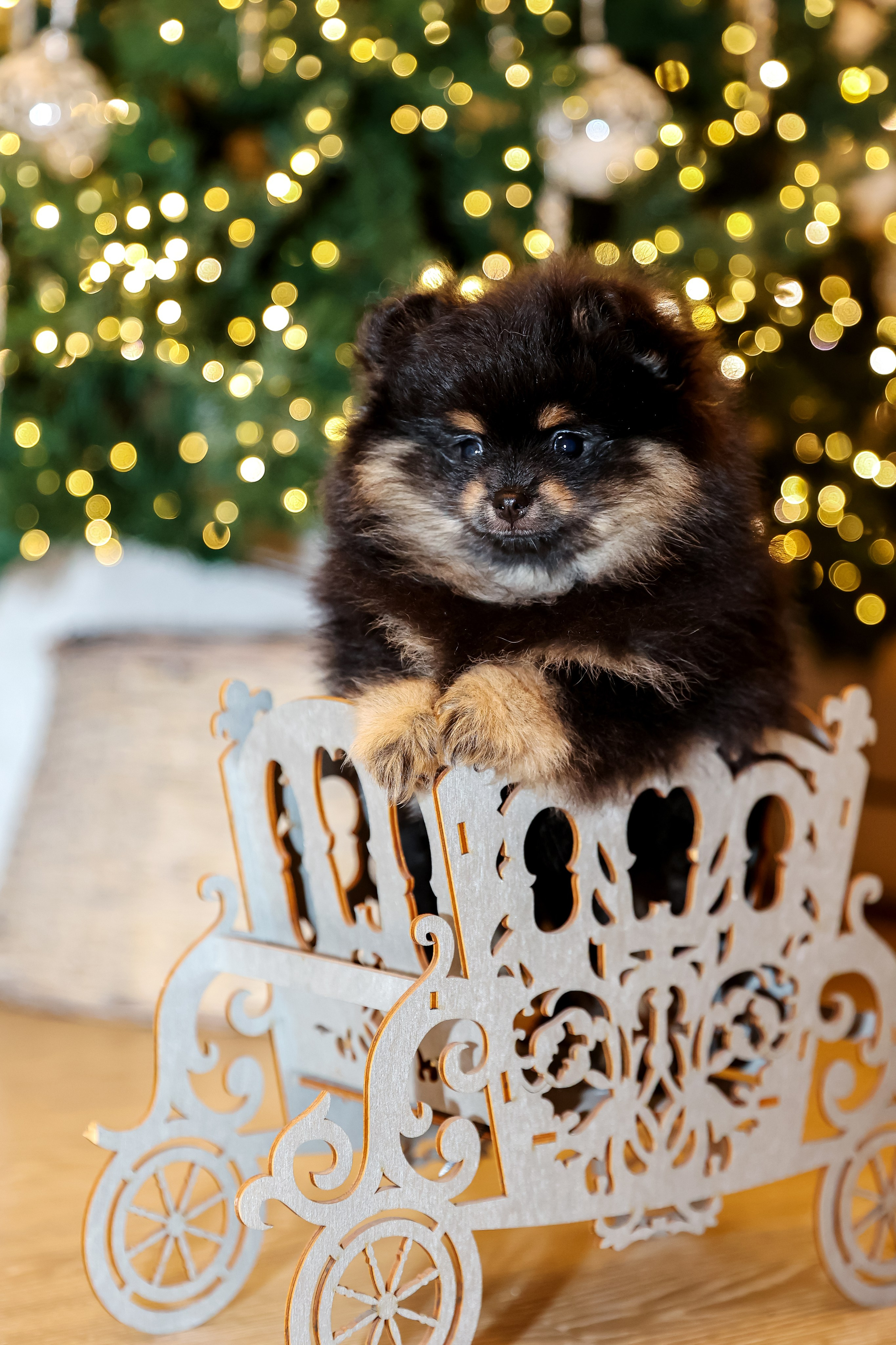 Съемка щенков шпица. Фотограф — Татьяна Кириллова, г. Санкт-Петербург