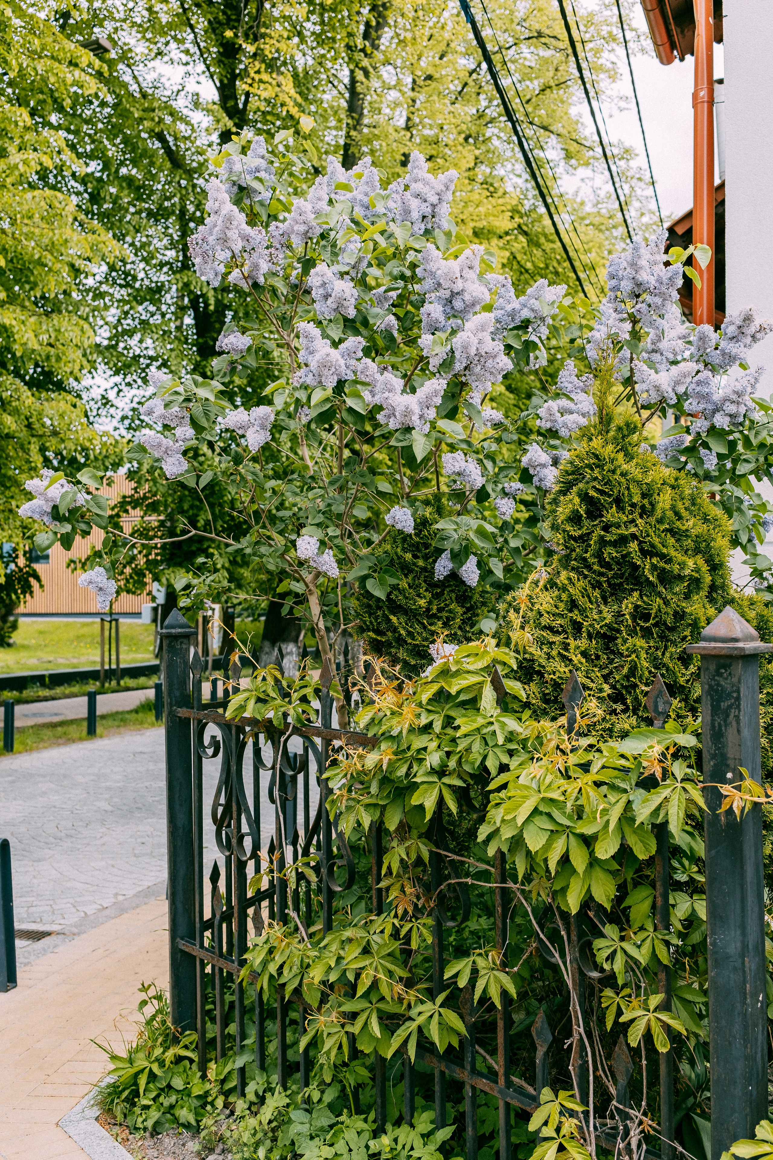 Зеленоградск. Аня Степанова