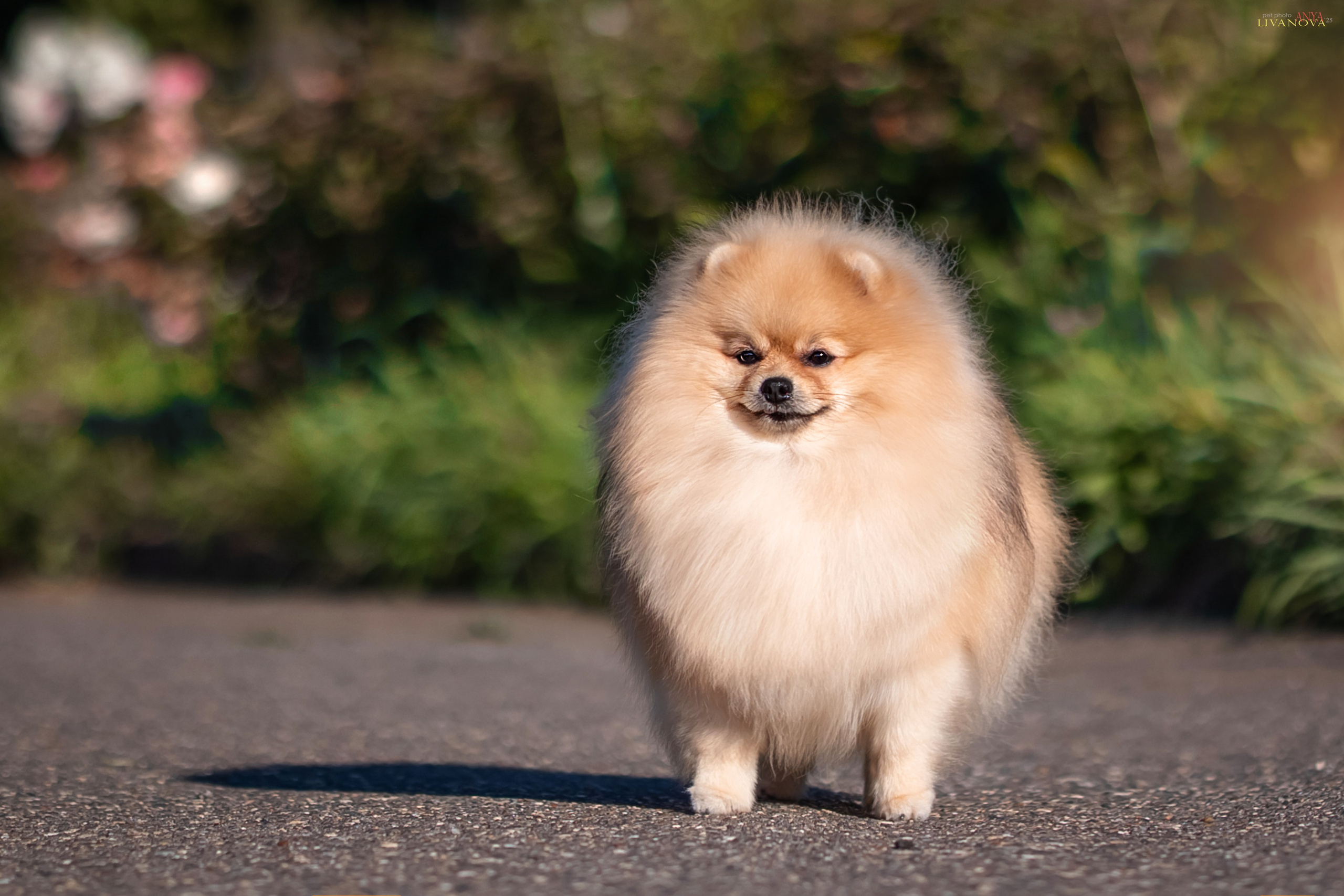 Шпицы. Фотограф анималист Аня Ливанова | Рыбинск