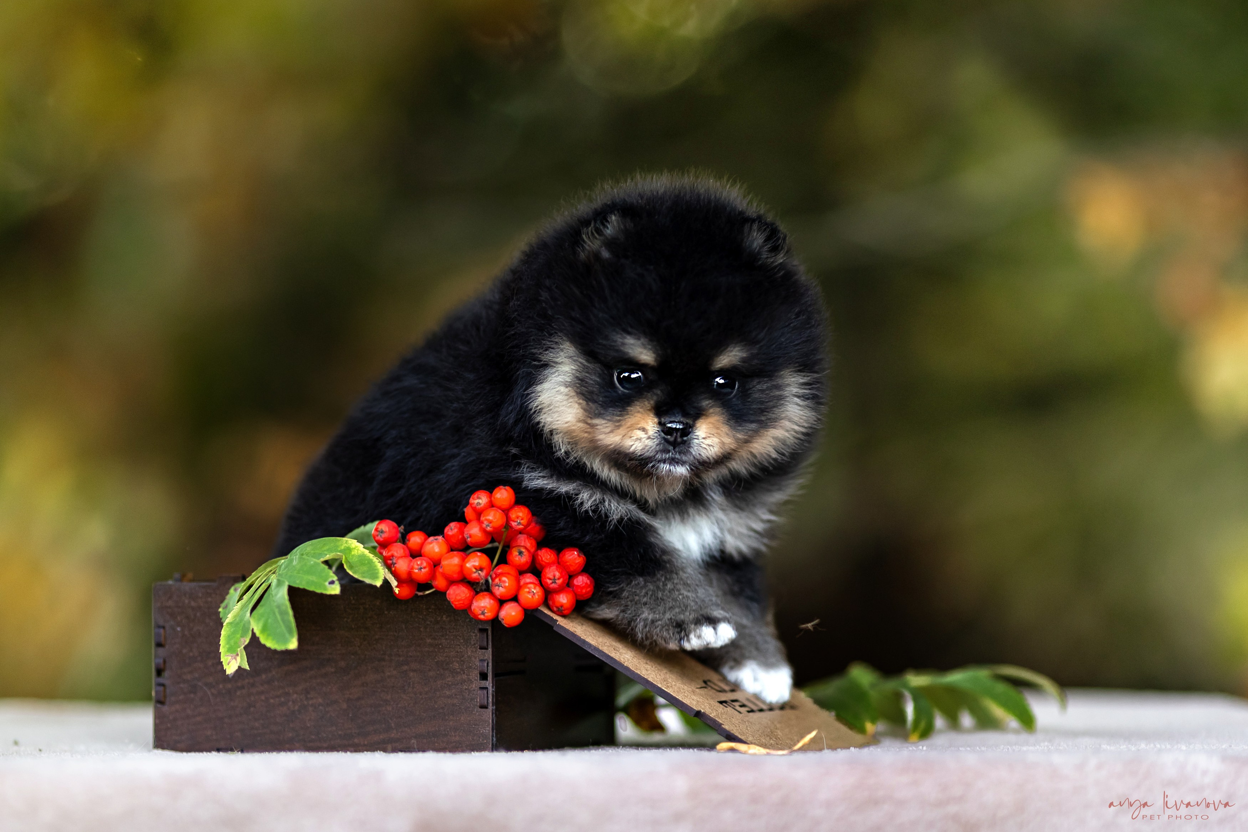 Шпицы. Фотограф анималист Аня Ливанова | Рыбинск
