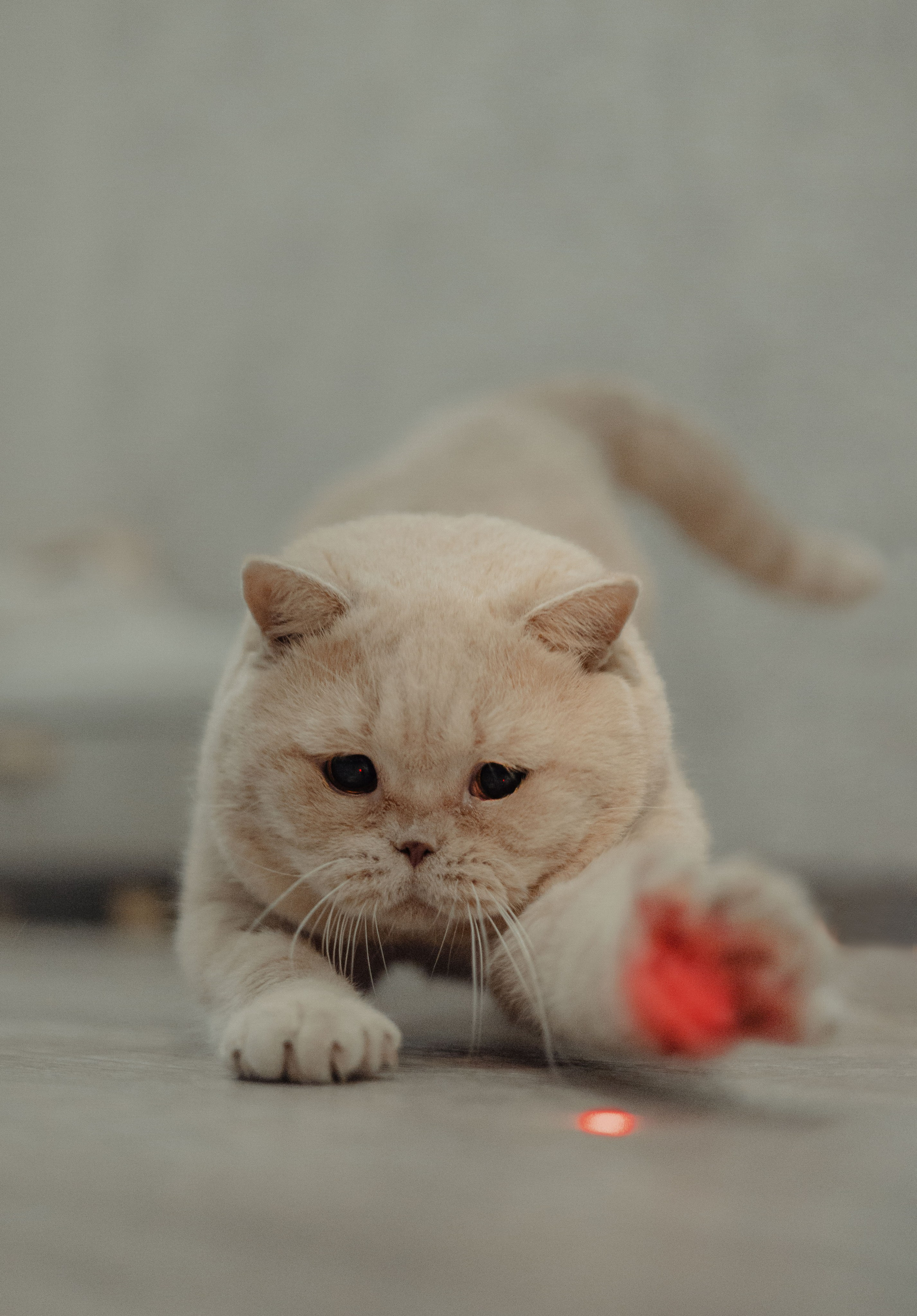 Иксик, Маффин и Надя. Фотограф Анималист Екатерина Справцева в Нижнем Новгороде