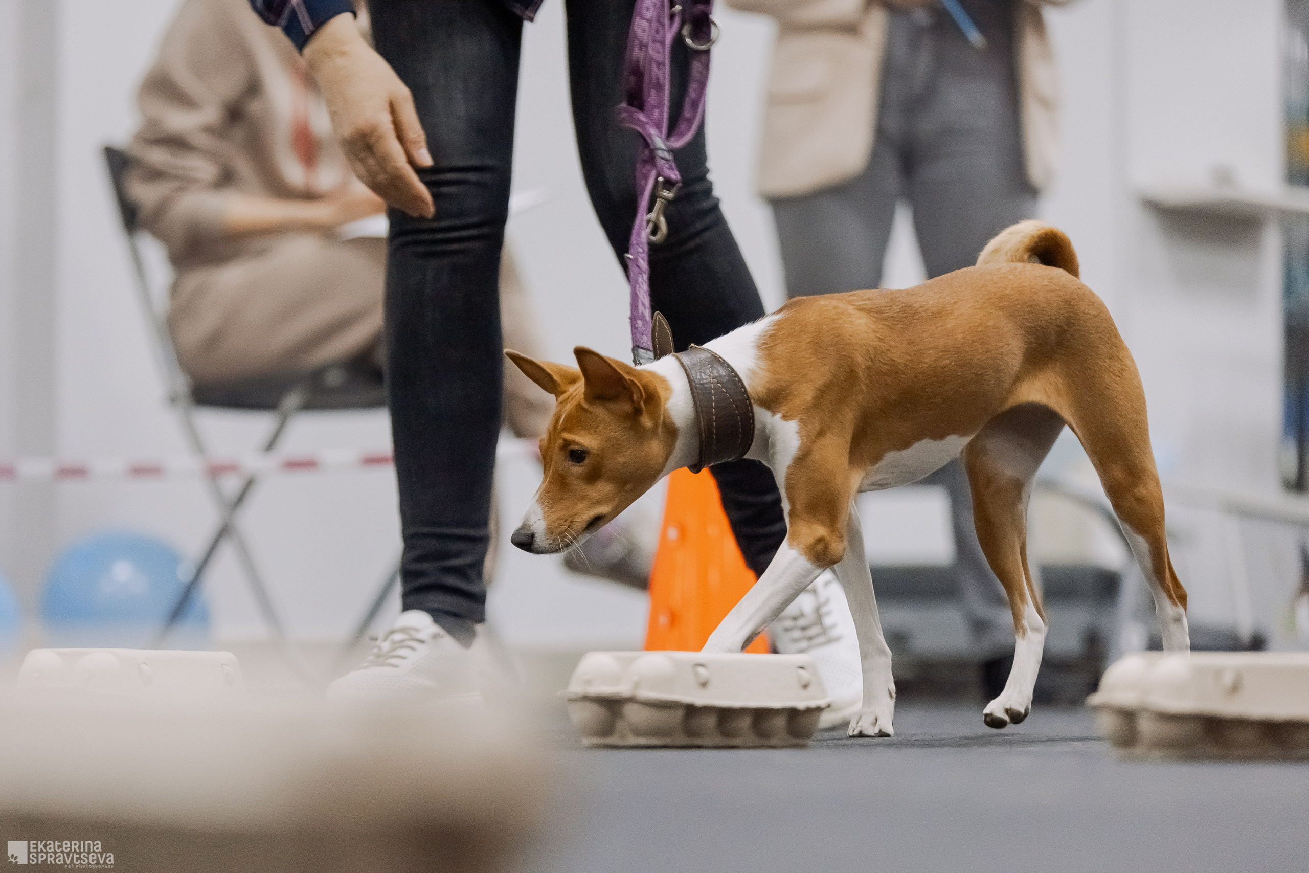 Праздник NoseWork. Фотограф Анималист Екатерина Справцева в Нижнем Новгороде