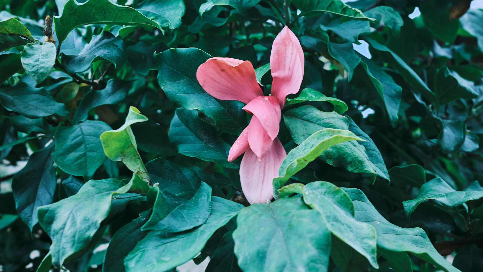 Фотограф Владимир Кононенко