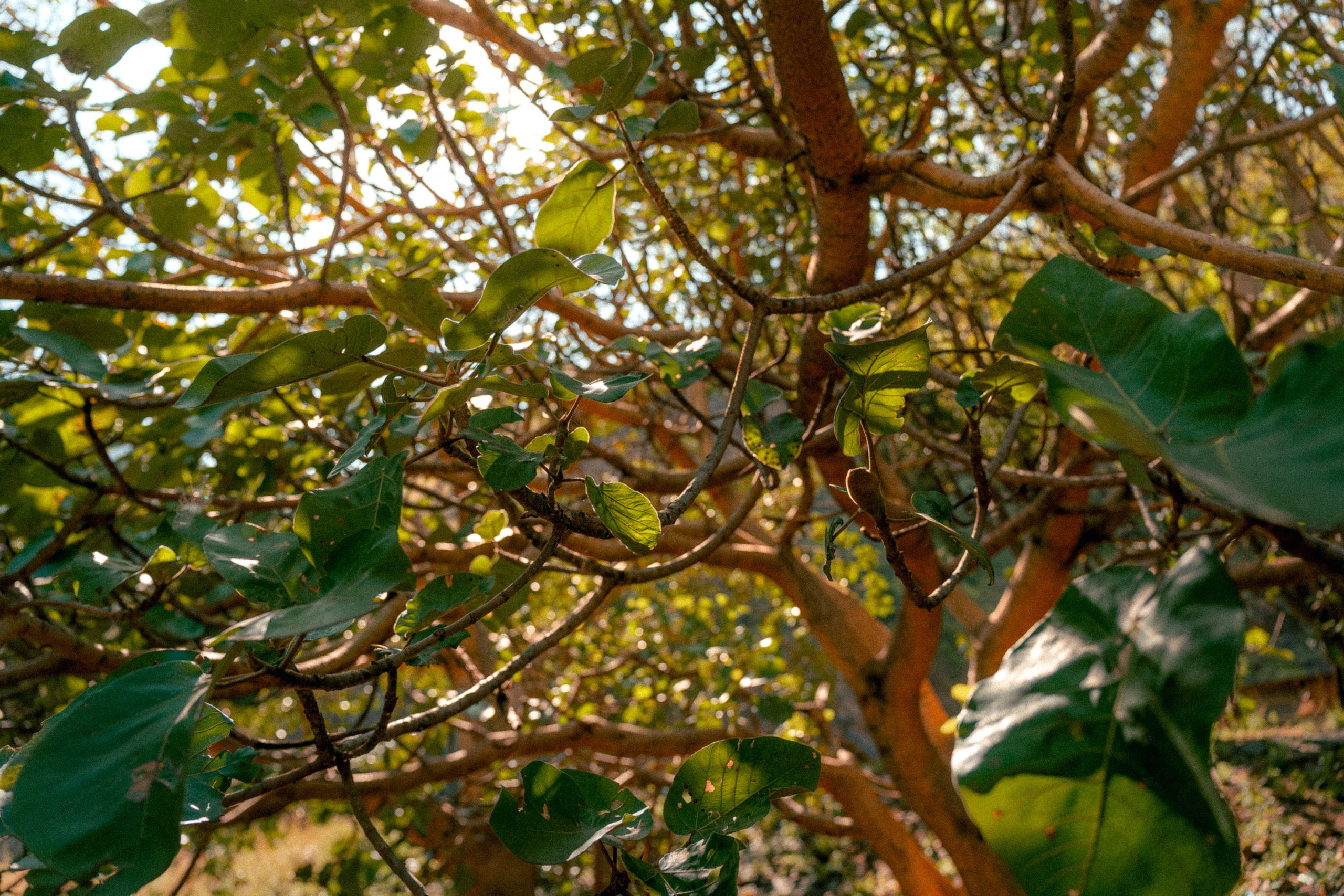 Плато жизни: Эфиопское нагорье. Юля Дэй • Фотограф, Санкт-Петербург
