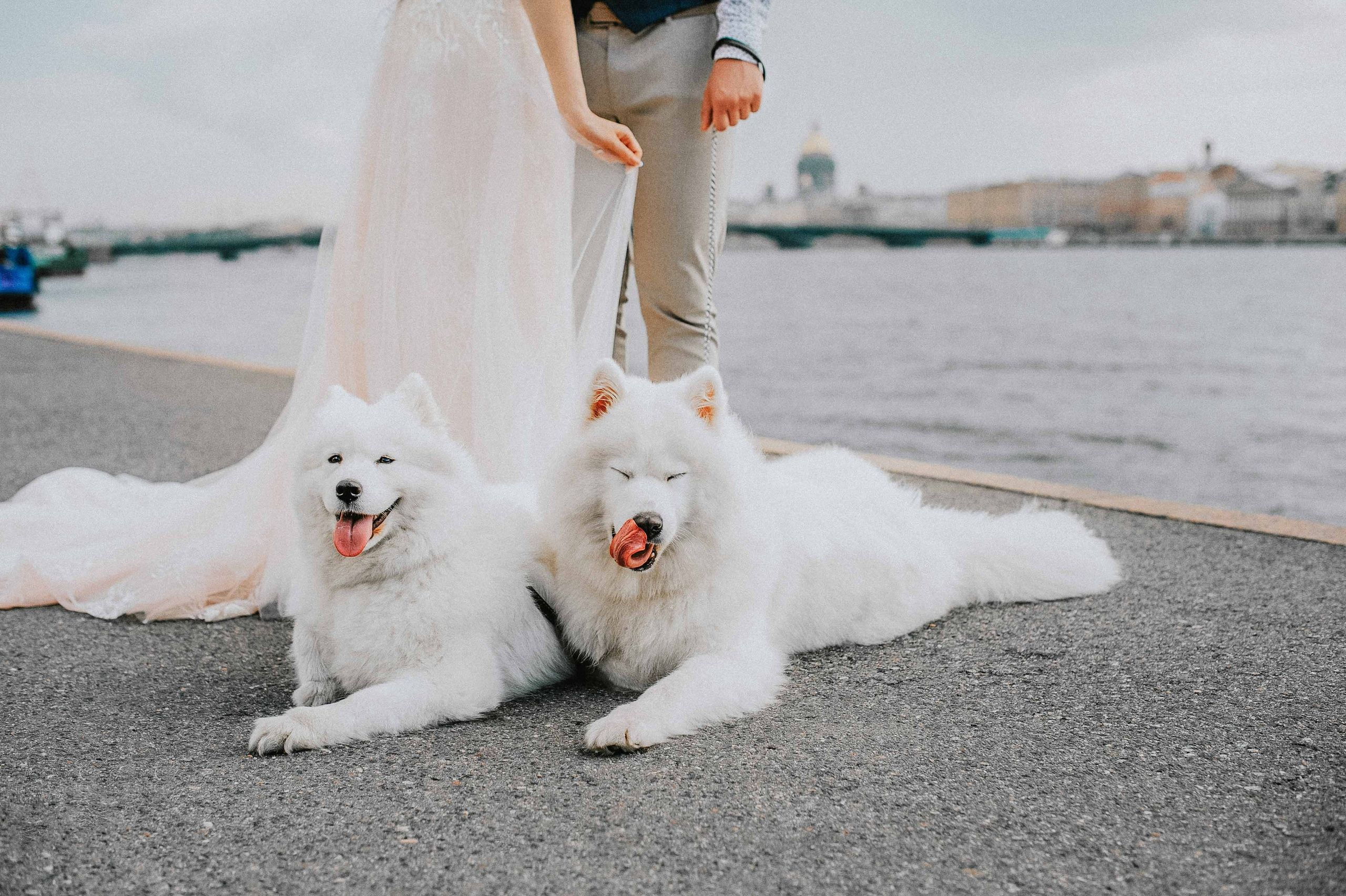 Свадьбы. Живые снимки! Фотограф Даша Бендер
