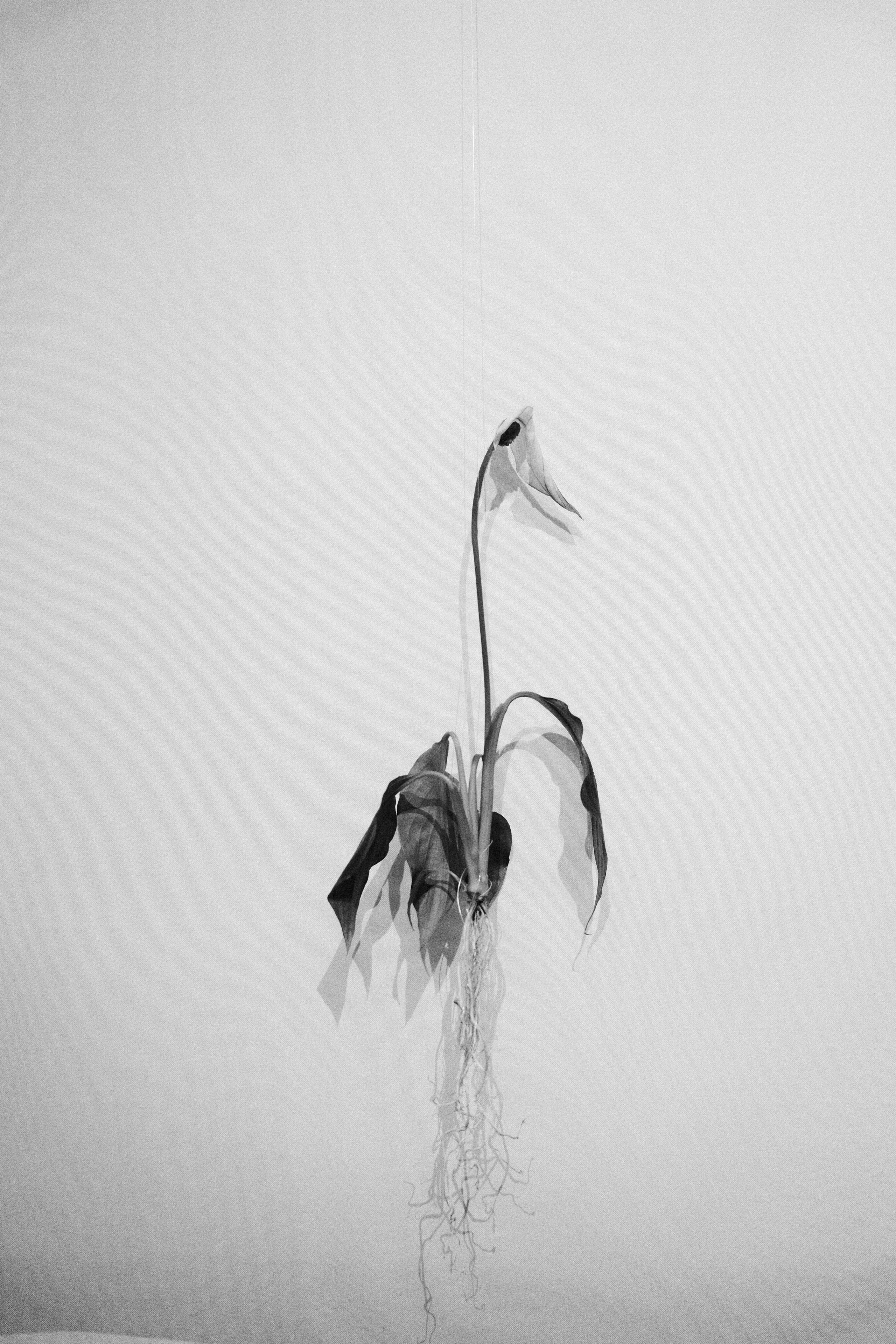 We shall overcome. Ola Arkadeva | Visual Artist & Photographer. Conceptual art, prints and art objects. St. Petersburg —Moscow — Worldwide