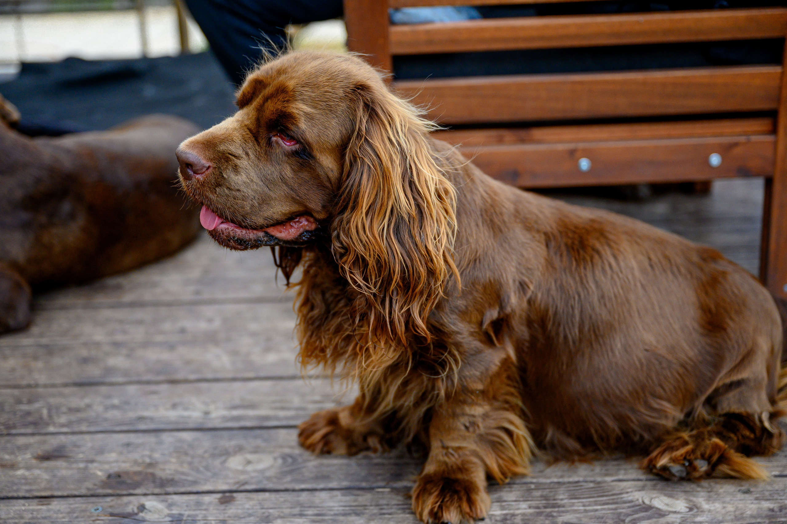 Спаниель и Лабрадоры. Bazarkom-photo.ru Фотограф Виктор Оськин в Старом Осколе
