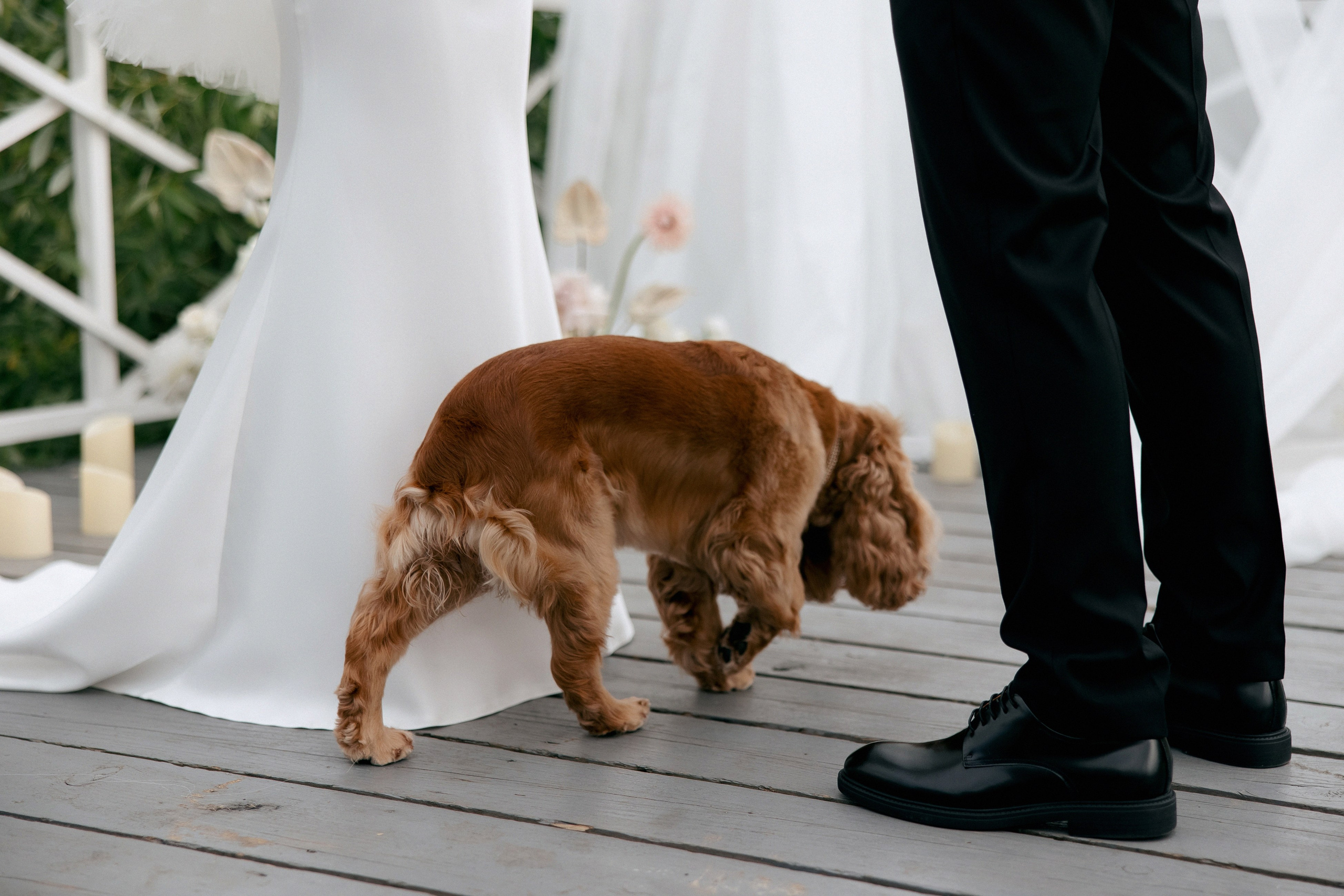 Свадебная фотосессия Настя, Макс и Карюша. Свадебный фотограф Москва