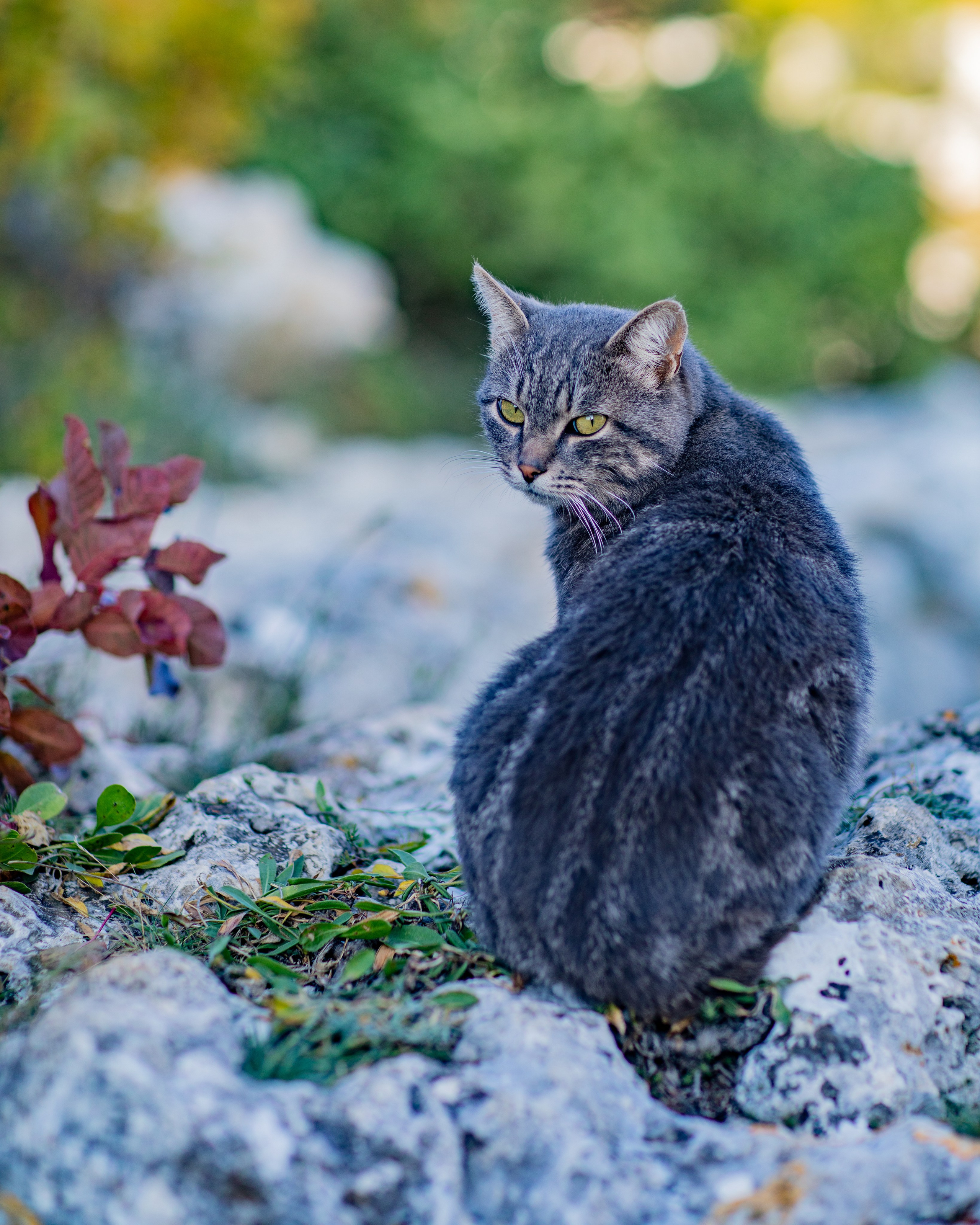 ШУЛДАН. Фотограф Севастополь/Крым Светлана Евтушенко