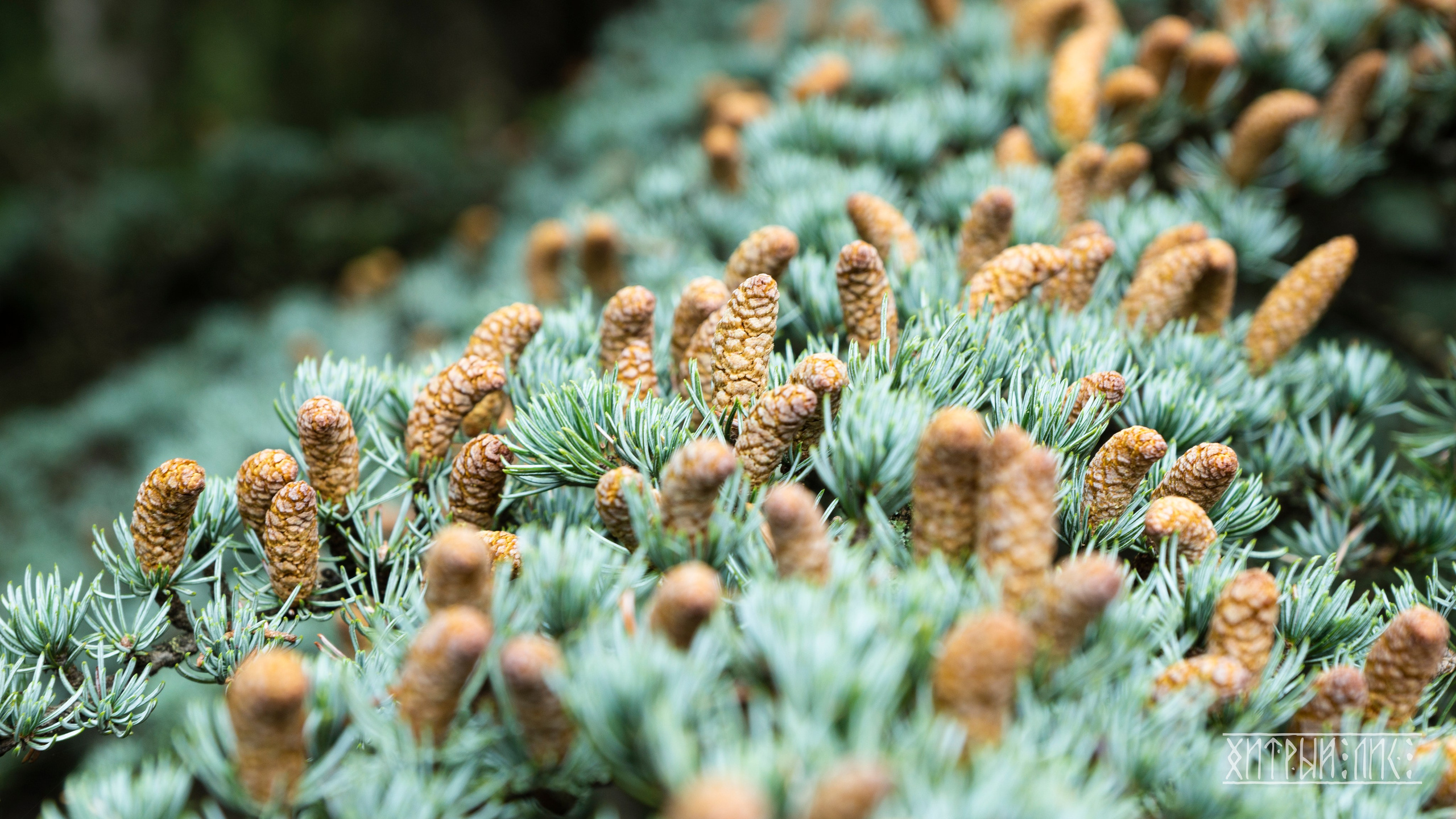 Крым. Фотограф-путешественник Самойлов Максим «Sly Fox»