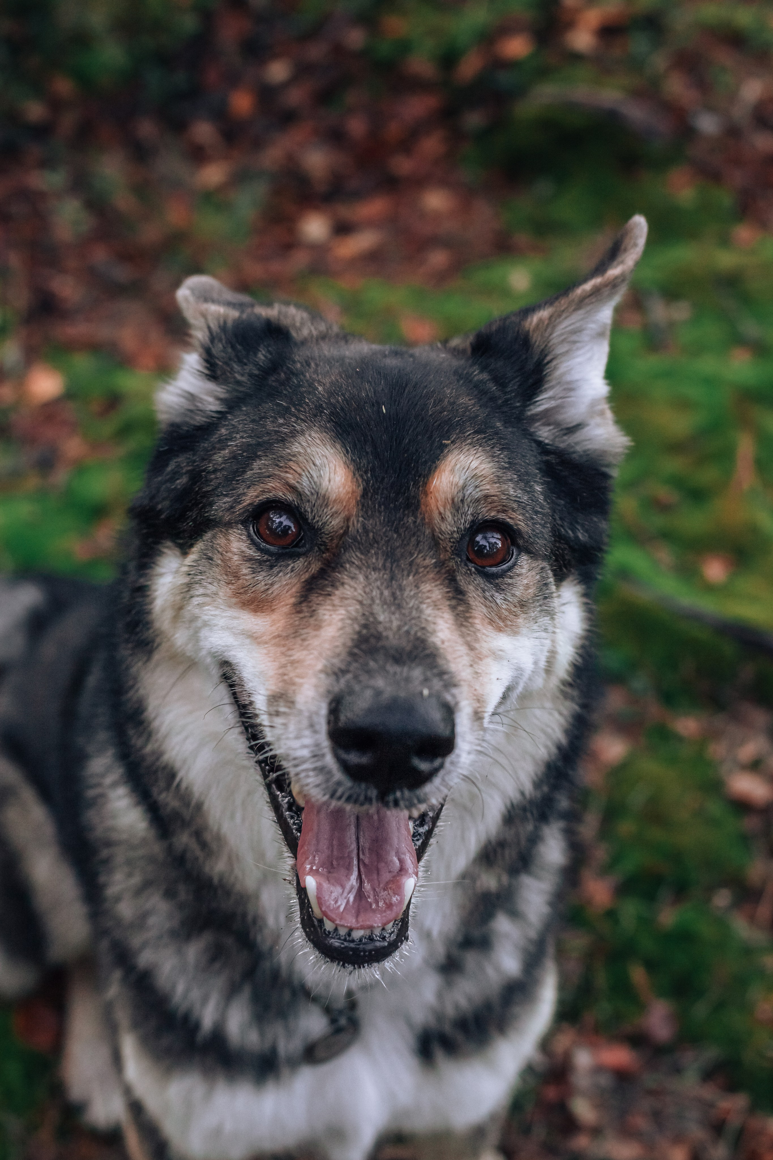 Фотопрогулка в Ленобласти. Фотограф-анималист Татьяна Степанова