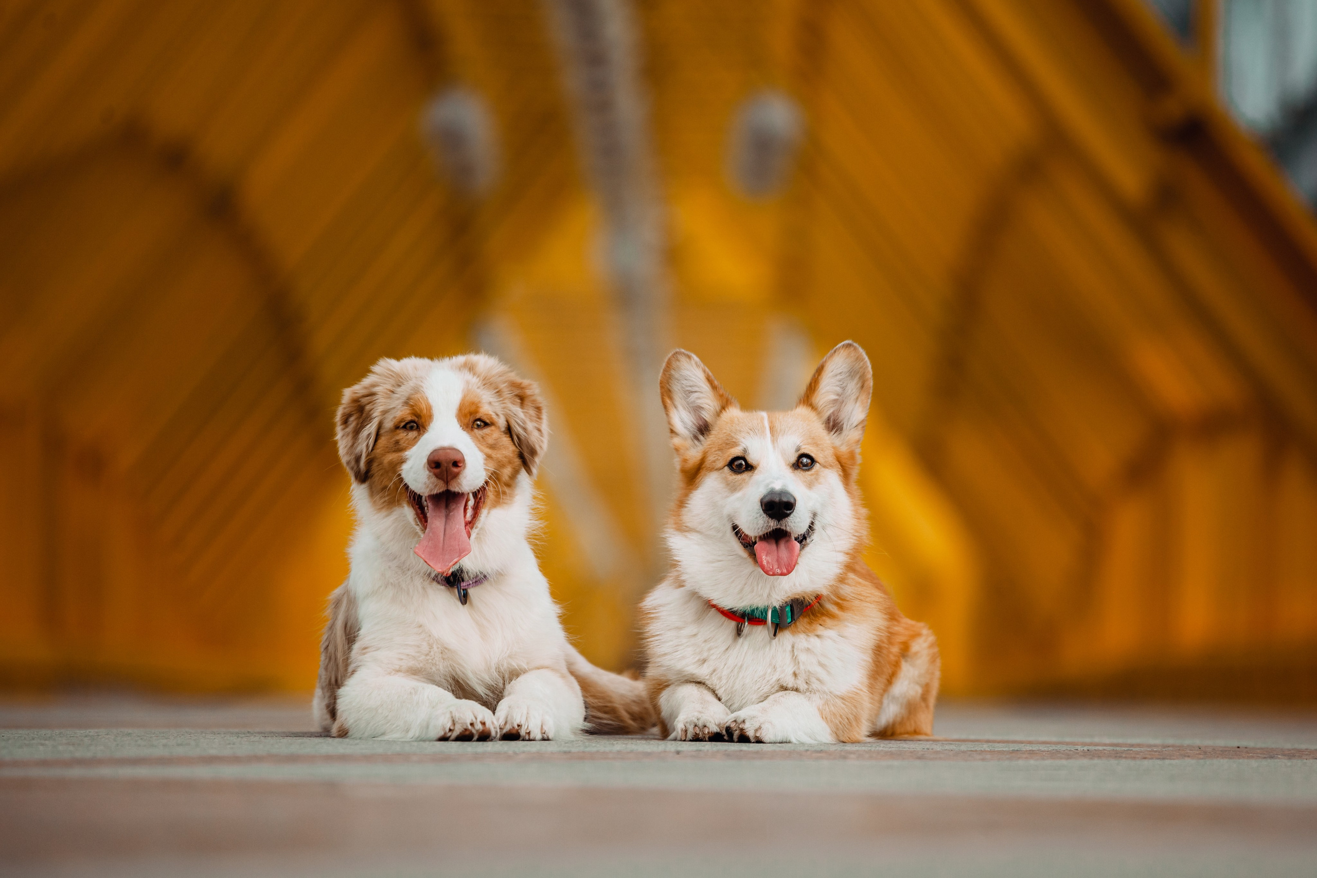 Андреевский мост. Фотограф-анималист Татьяна Степанова