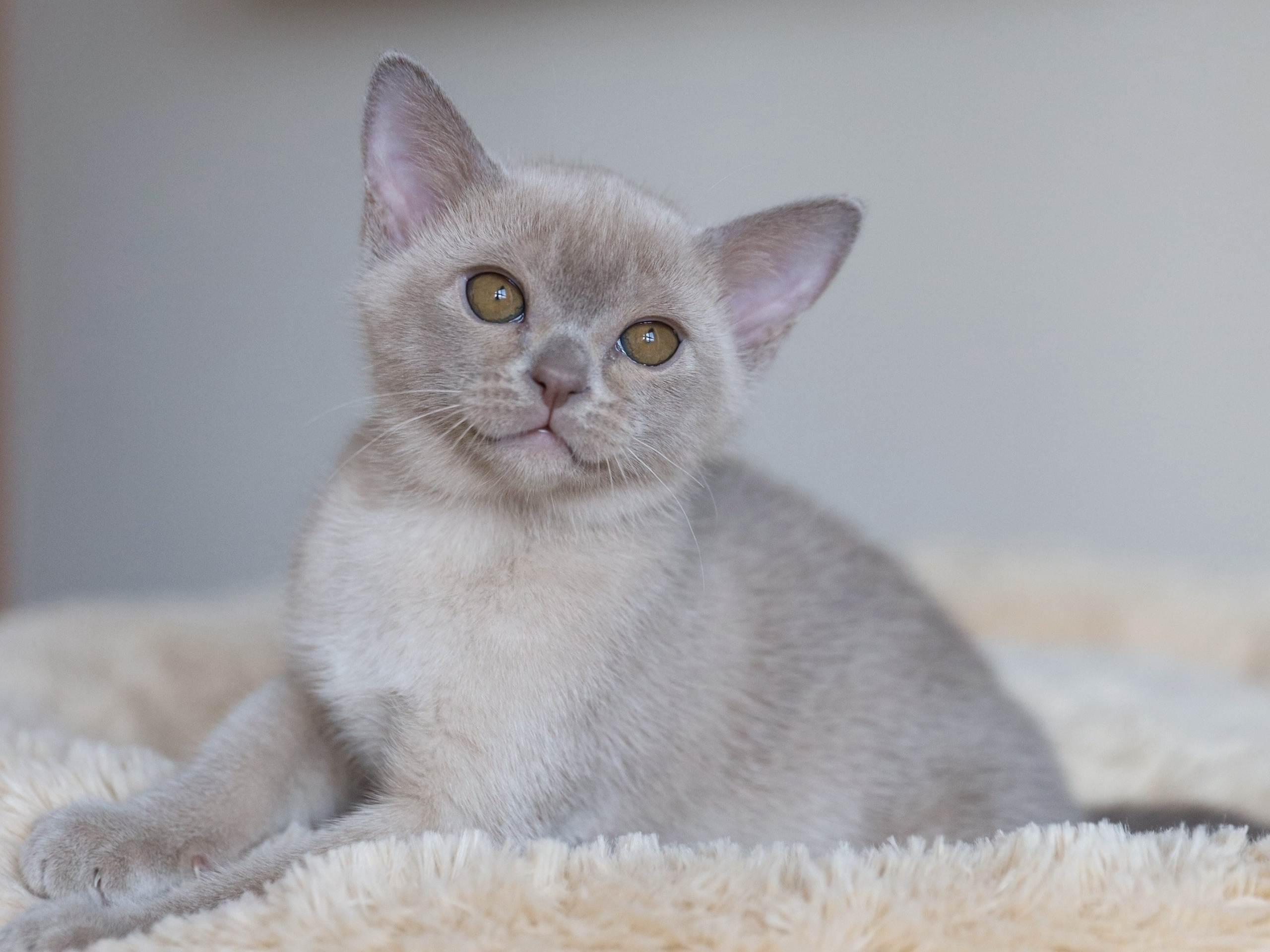 Chester. Cattery “Bouncy Life”