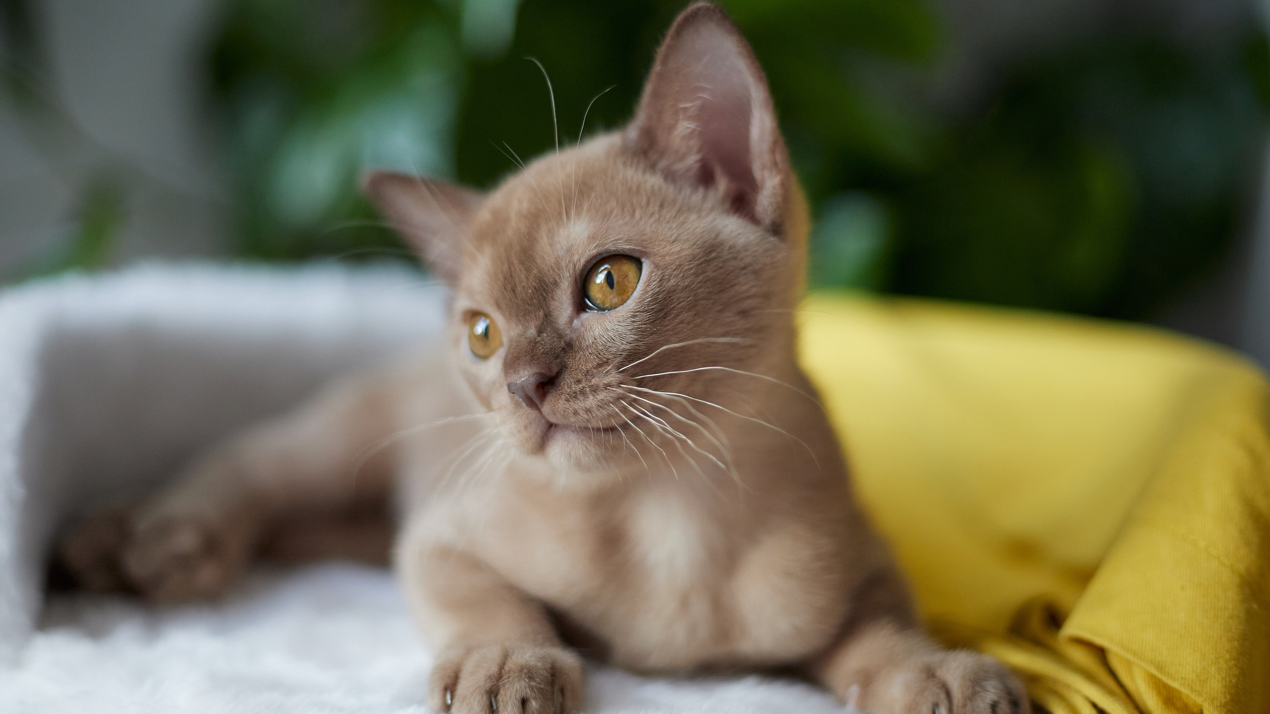 Питомник «Bouncy Life»