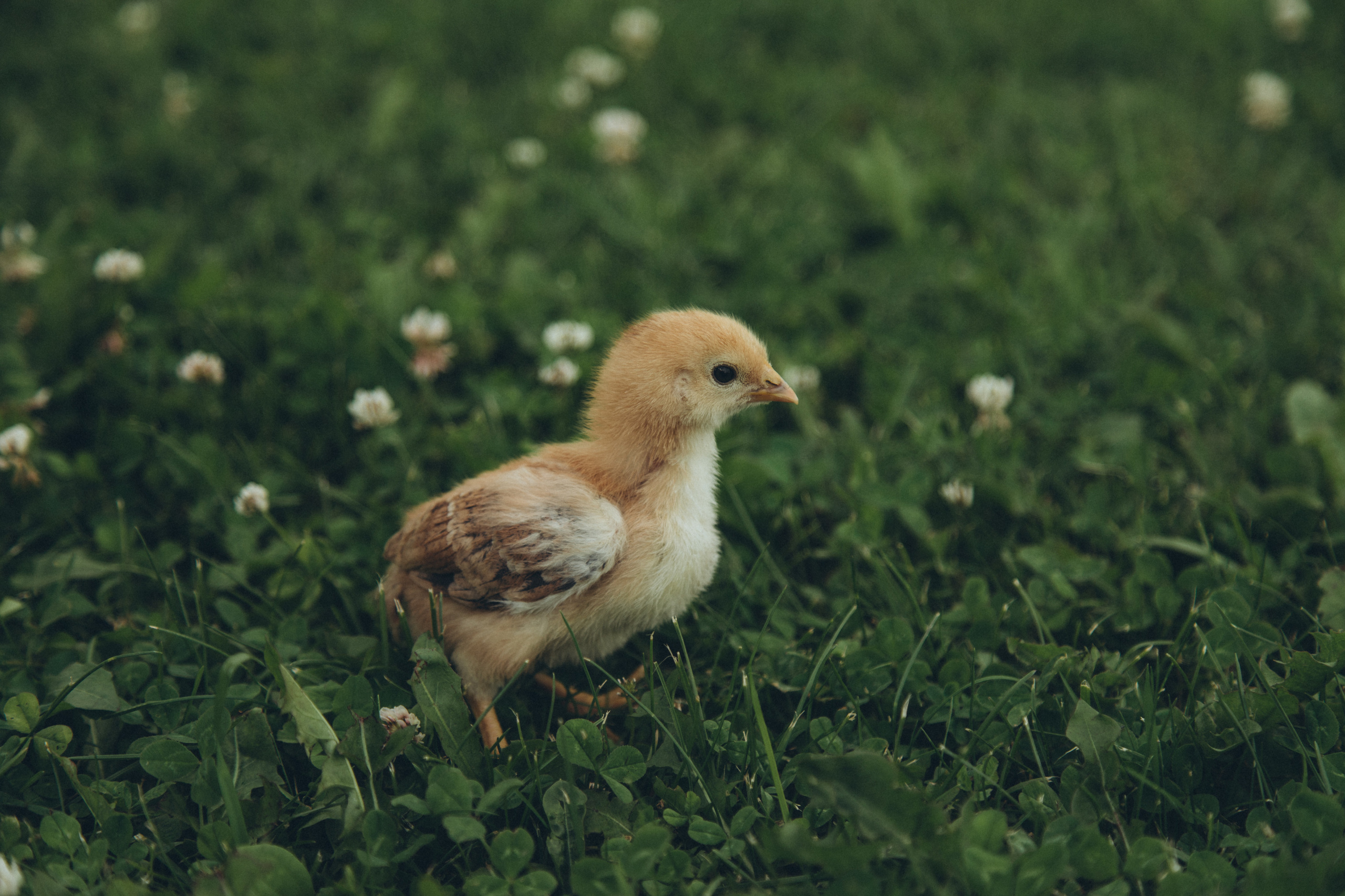 Айдар, Элина, Дамир, Данис. Семейный фотограф новорожденных УФА Гульнара Зиновьева