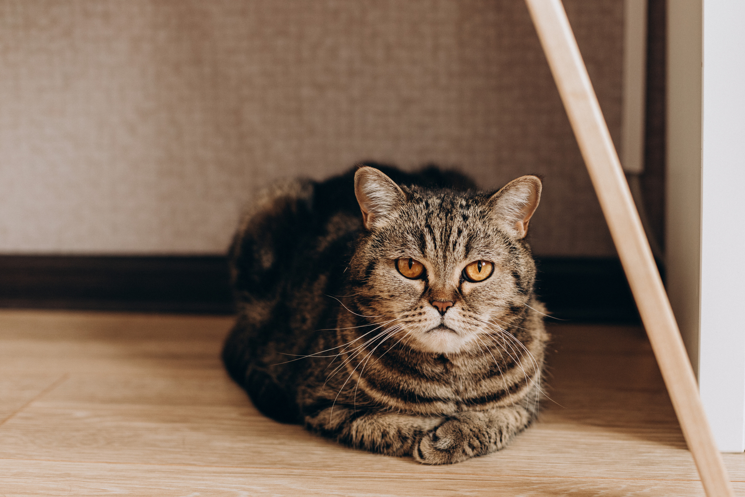 Раиль, Рада, Иделия, Эмилия. Семейный фотограф новорожденных УФА Гульнара Зиновьева