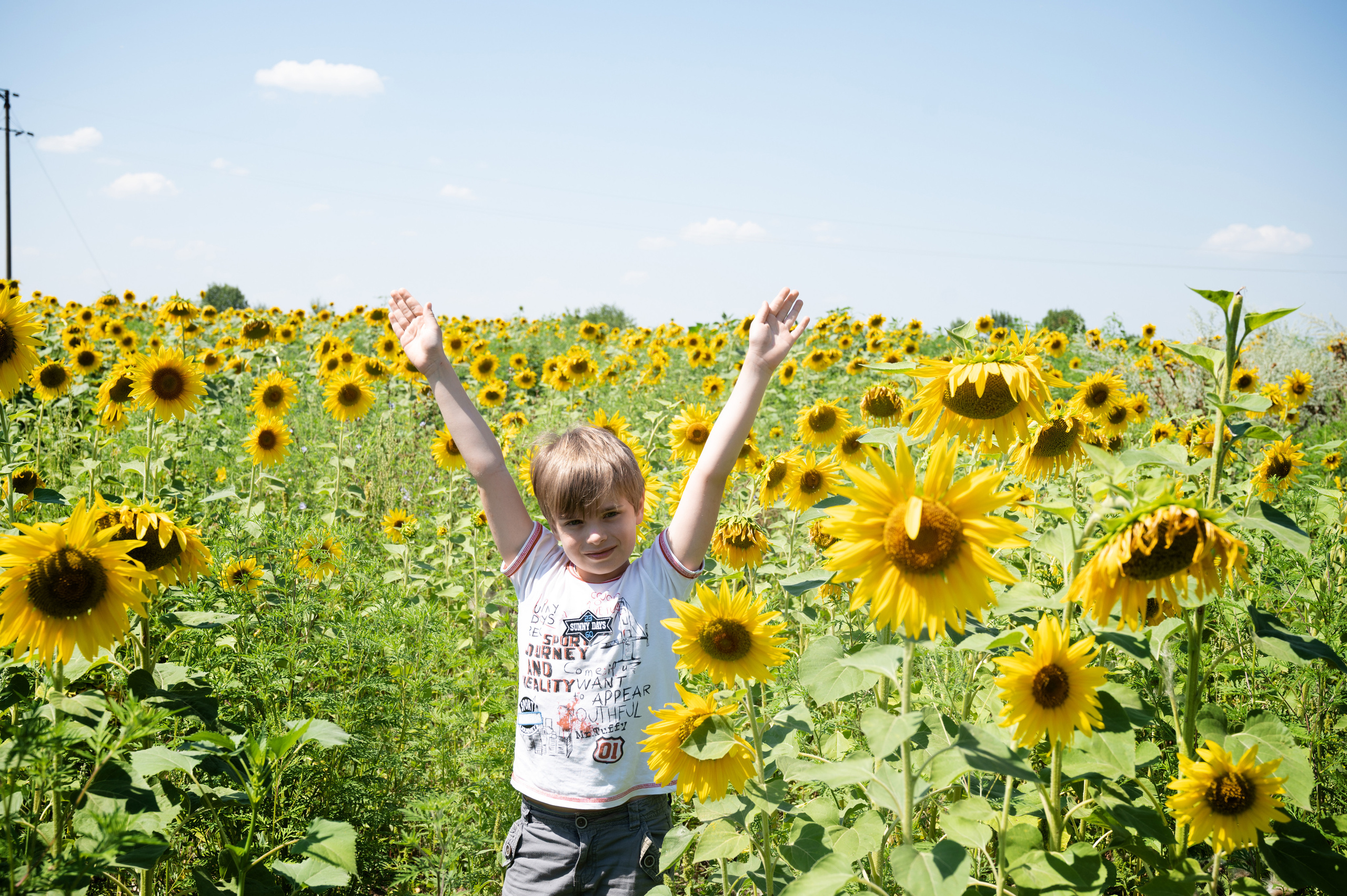Подсолнухи, лето, счастья, фотопрогулки. Семейные фотосессии с фотографом Голубевой Натальей, Москва и подмосковье.