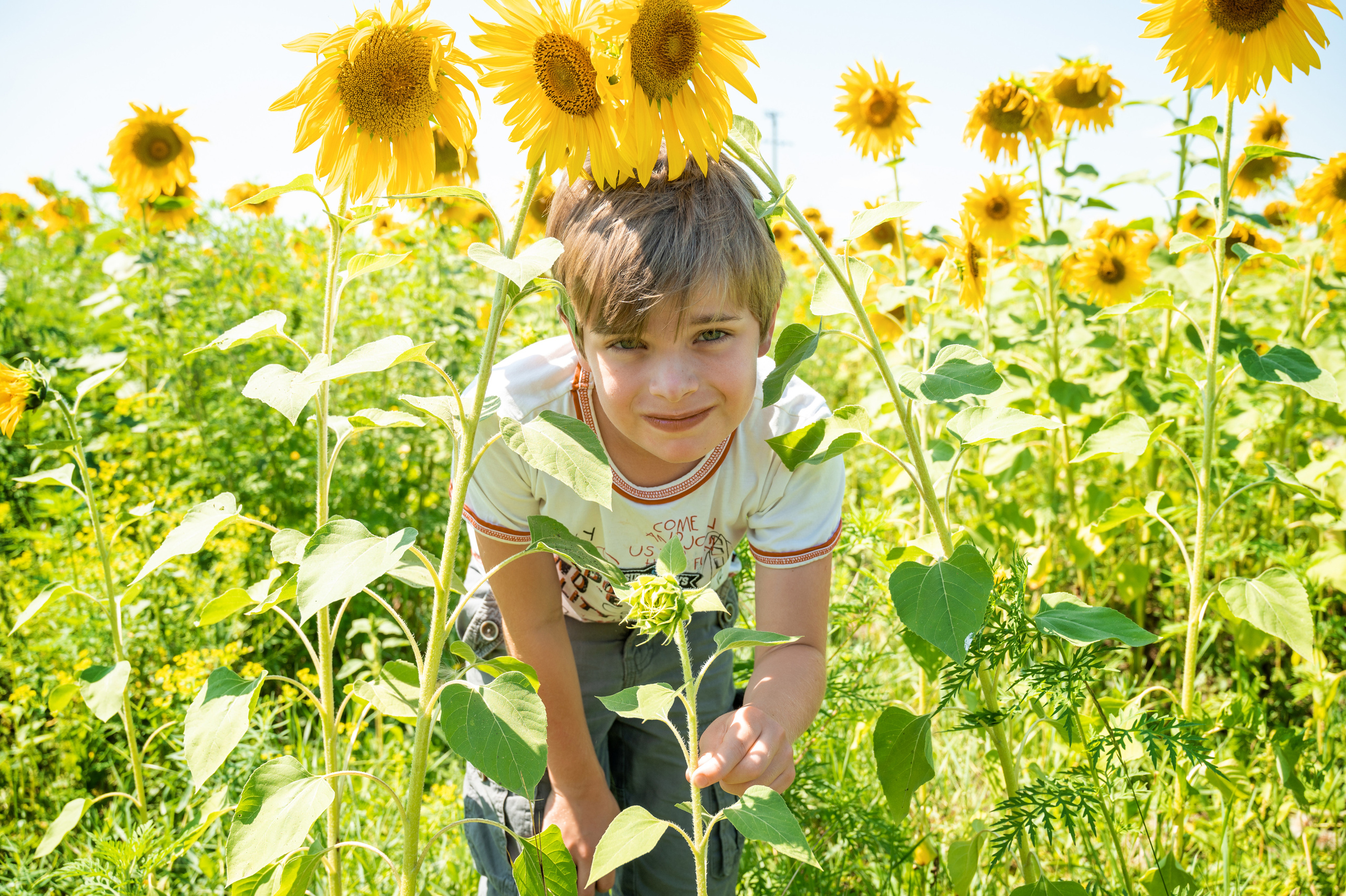 Подсолнухи, лето, счастья, фотопрогулки. Семейные фотосессии с фотографом Голубевой Натальей, Москва и подмосковье.