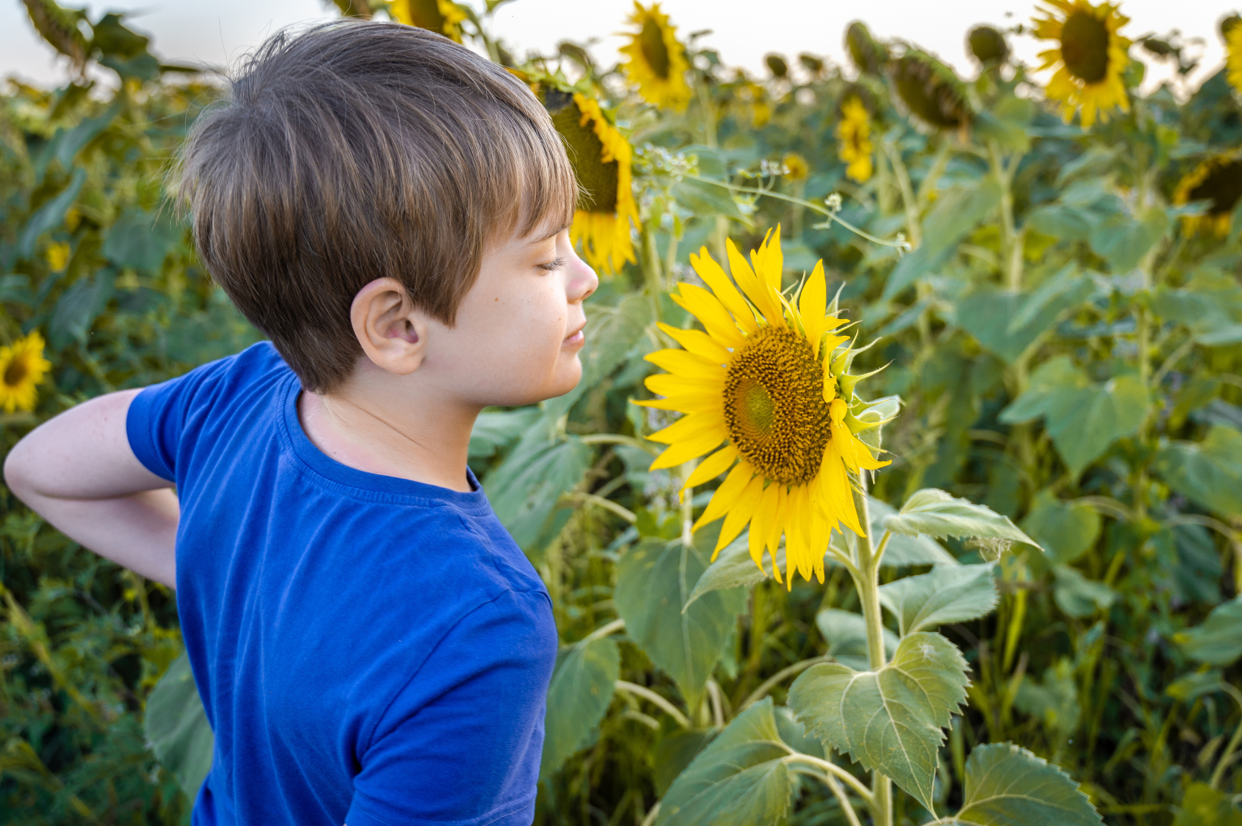 Подсолнухи, лето, счастья, фотопрогулки. Семейные фотосессии с фотографом Голубевой Натальей, Москва и подмосковье.