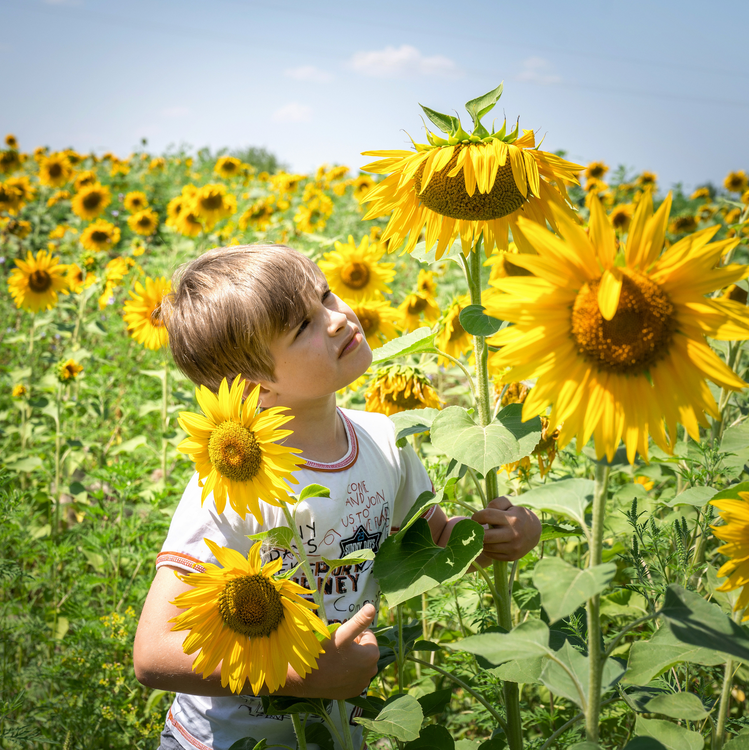 Подсолнухи, лето, счастья, фотопрогулки. Семейные фотосессии с фотографом Голубевой Натальей, Москва и подмосковье.