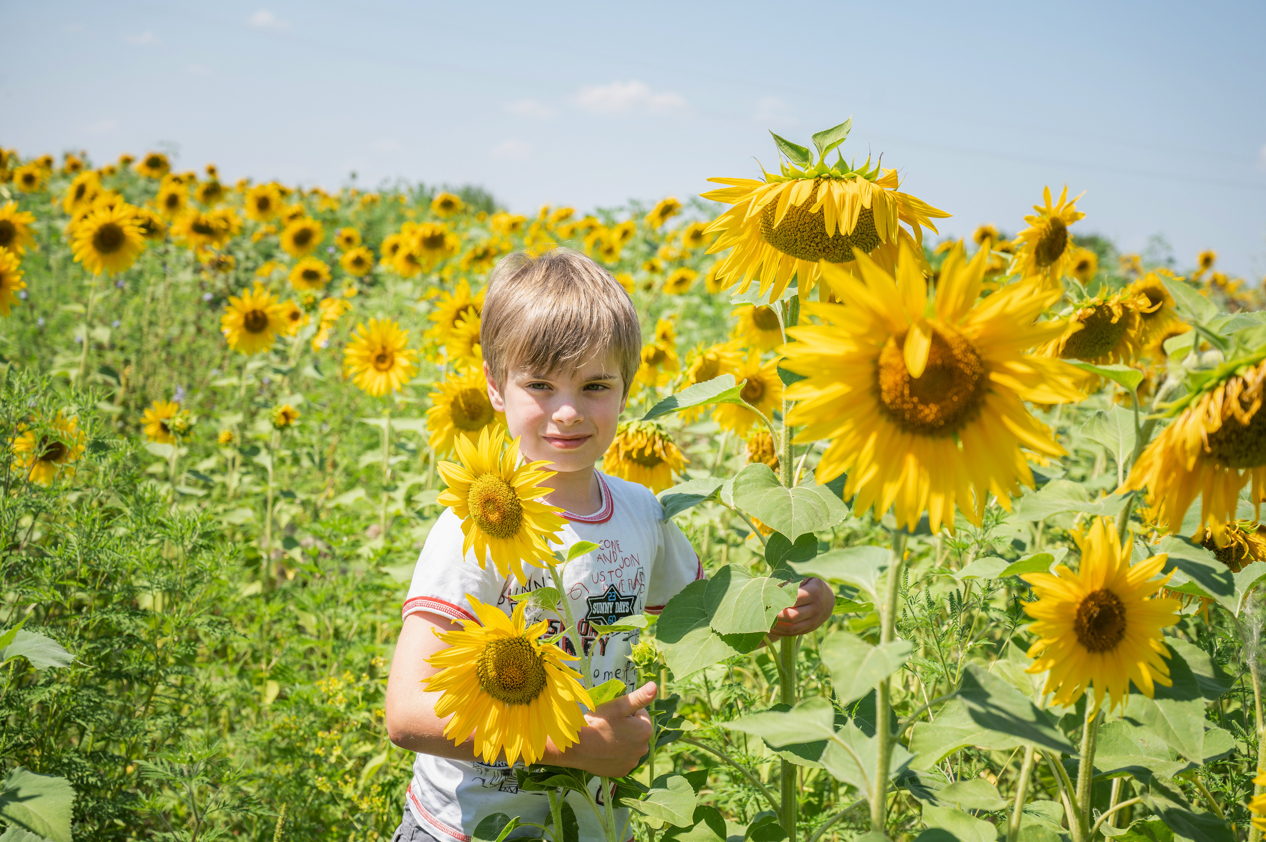 Подсолнухи, лето, счастья, фотопрогулки. Семейные фотосессии с фотографом Голубевой Натальей, Москва и подмосковье.