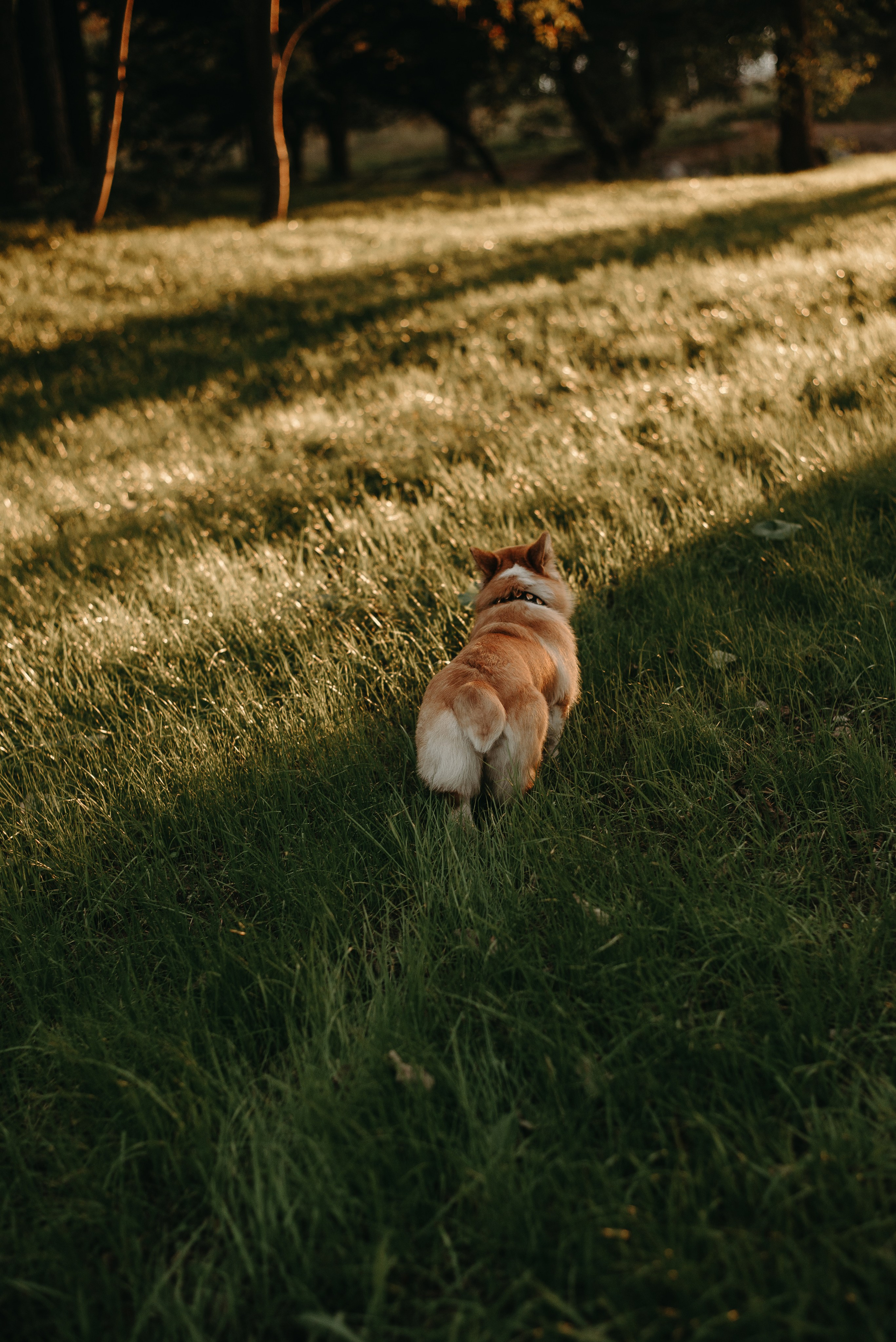 Никита, Настя и Мэрси. Ирина Метелица фотограф на Шикотане